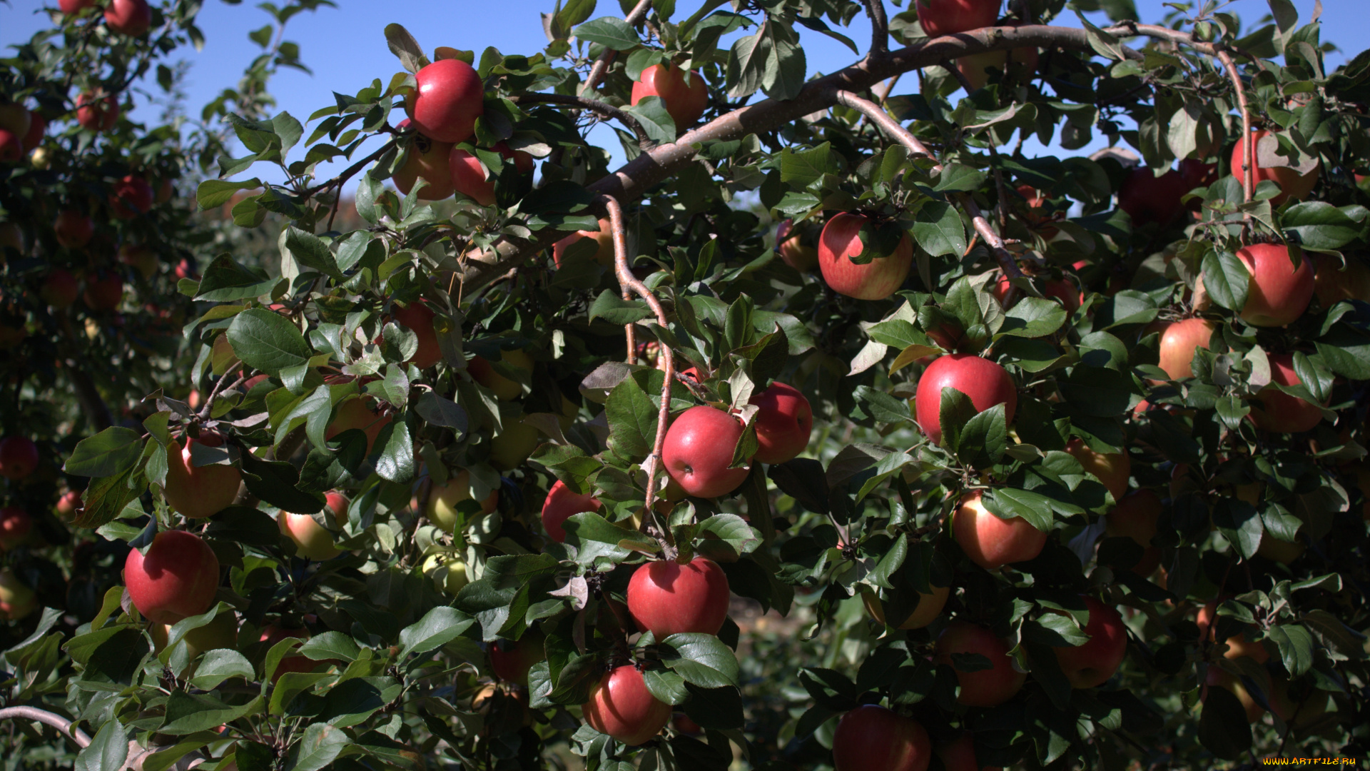 природа, плоды, яблоки, ветка