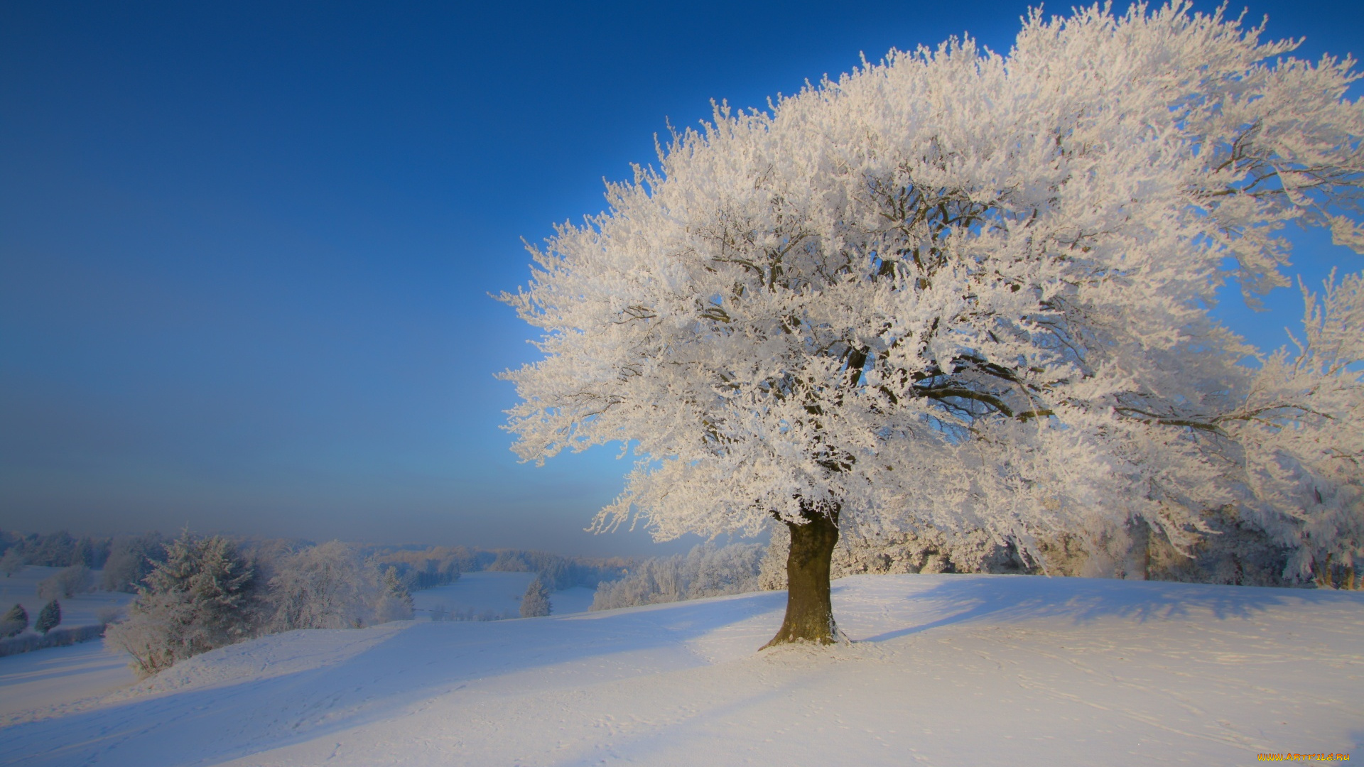 природа, зима, дерево, снег