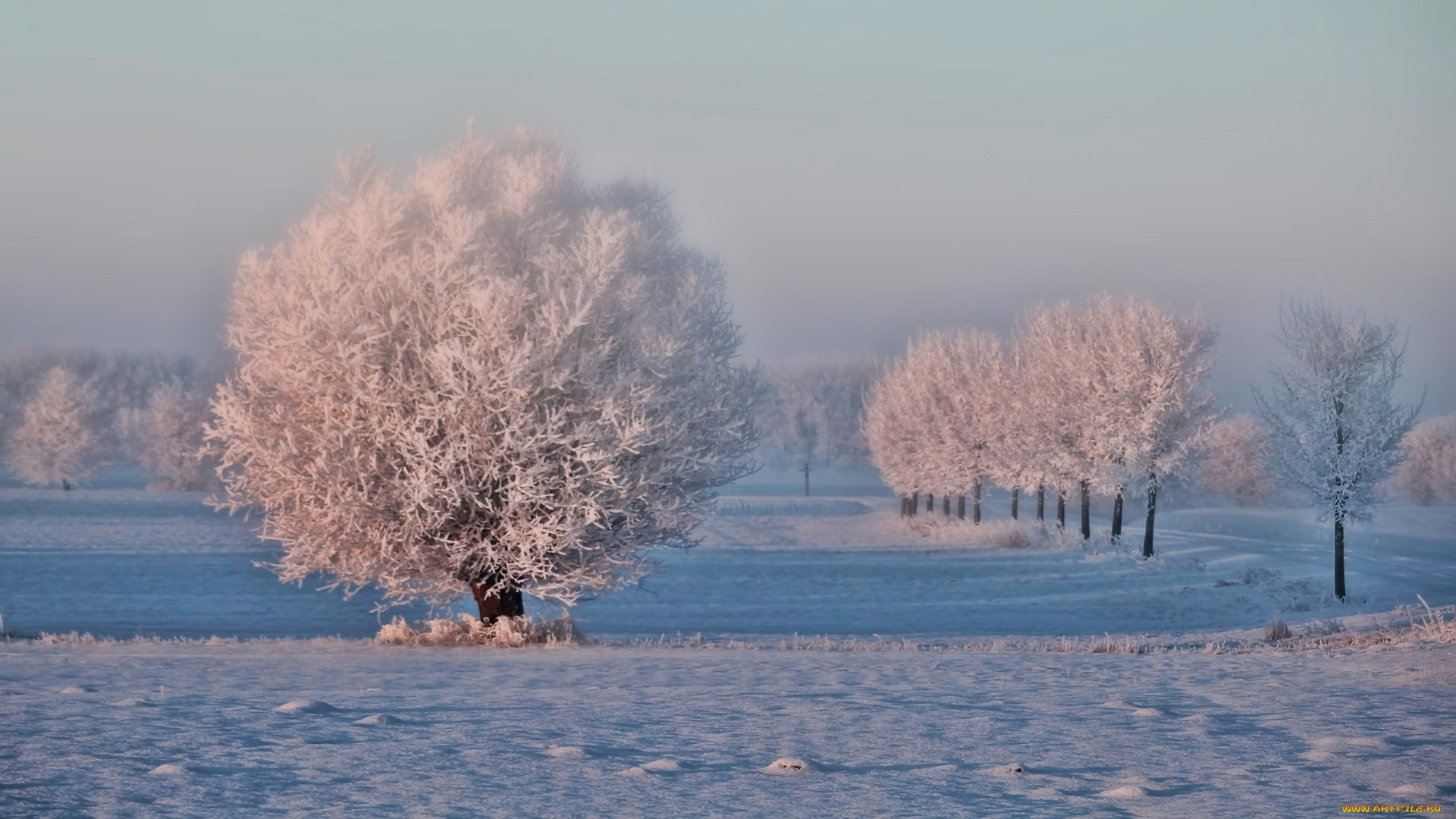 природа, зима, снег, иней, деревья