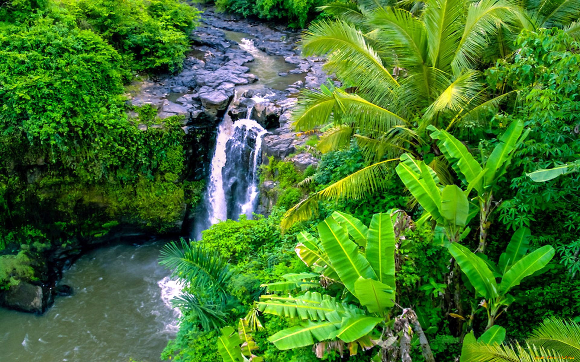 природа, водопады, поток, пальмы