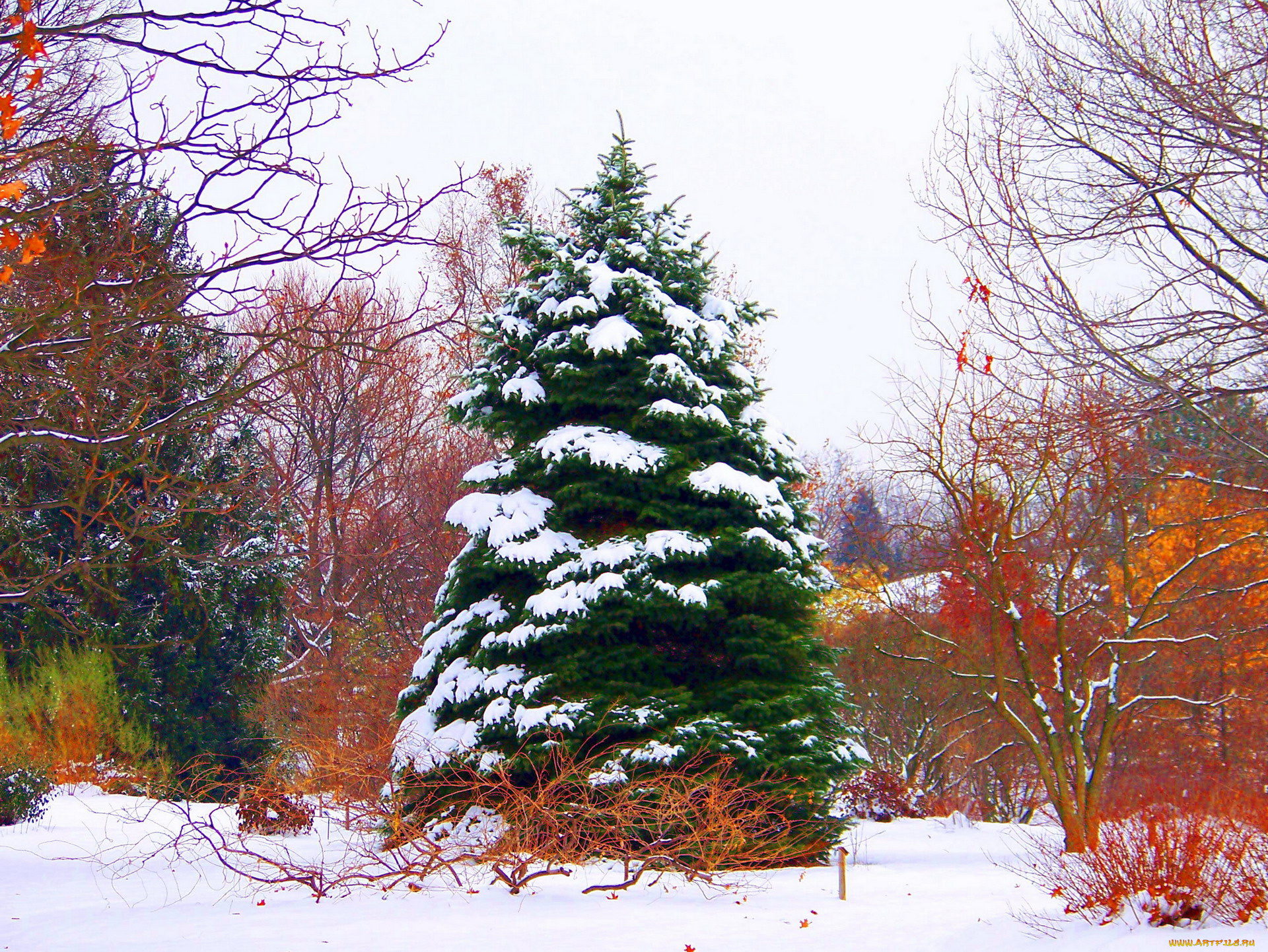 природа, деревья, снег, елка