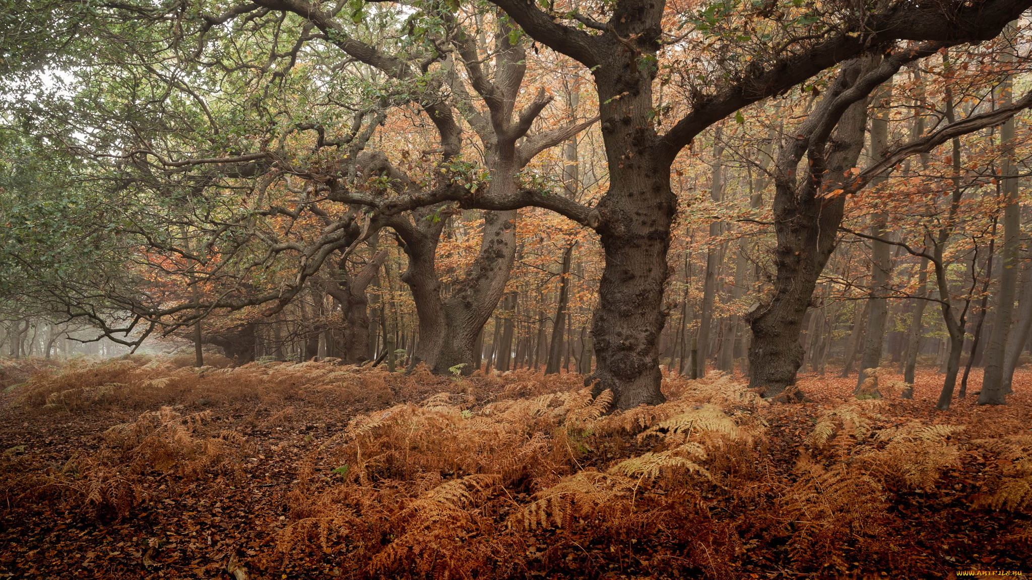 природа, лес, осень, туман