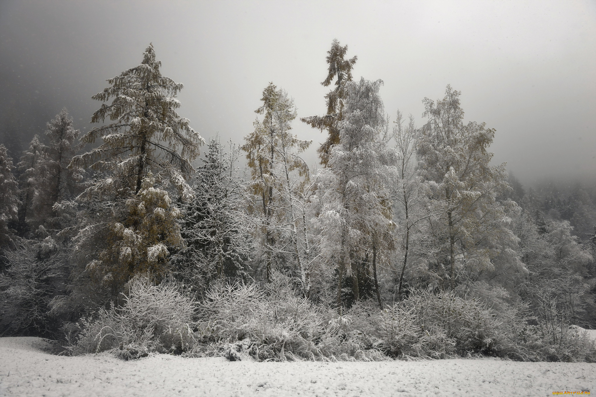 природа, зима, деревья