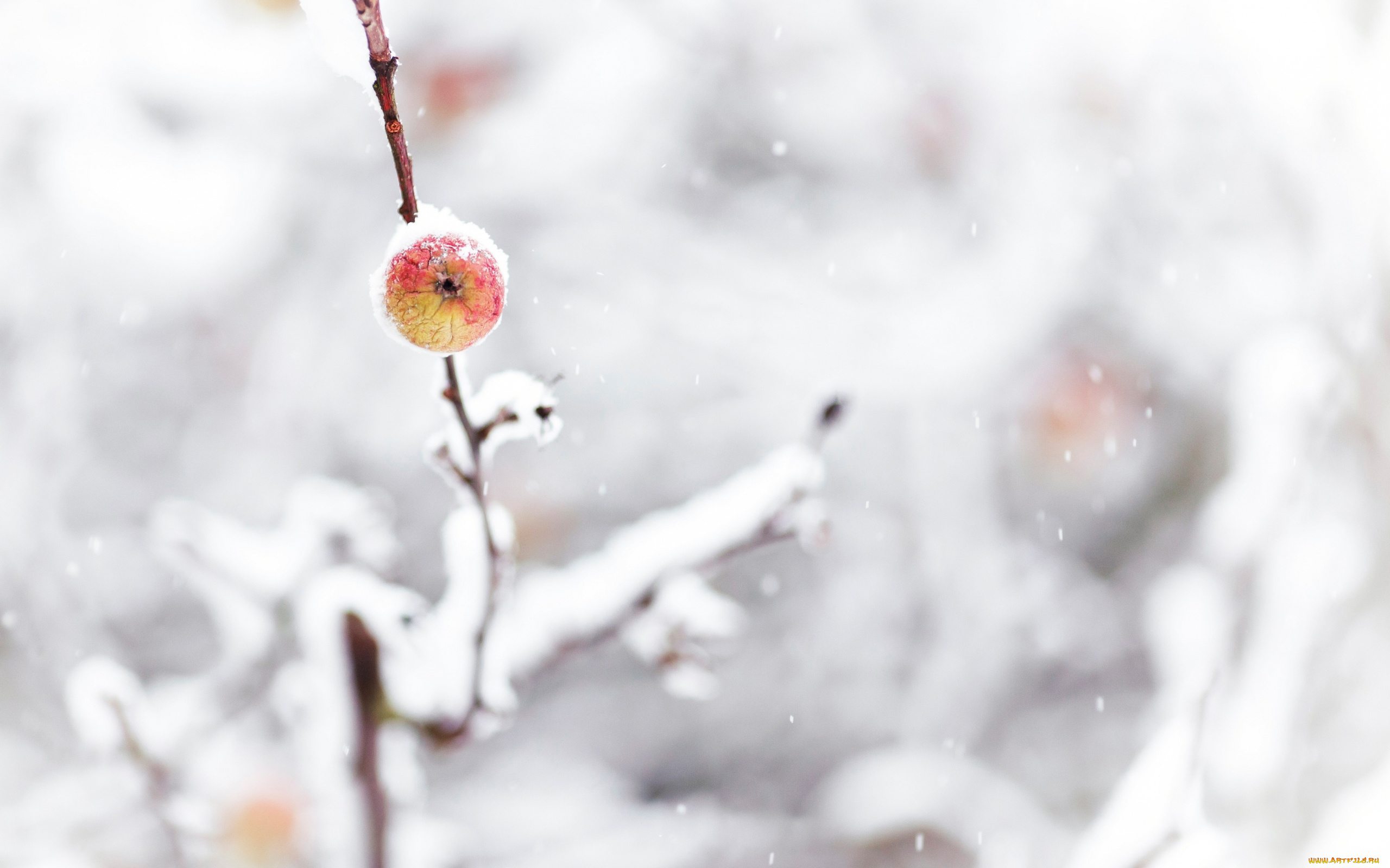 природа, деревья, снег, ветки, зима, яблоко