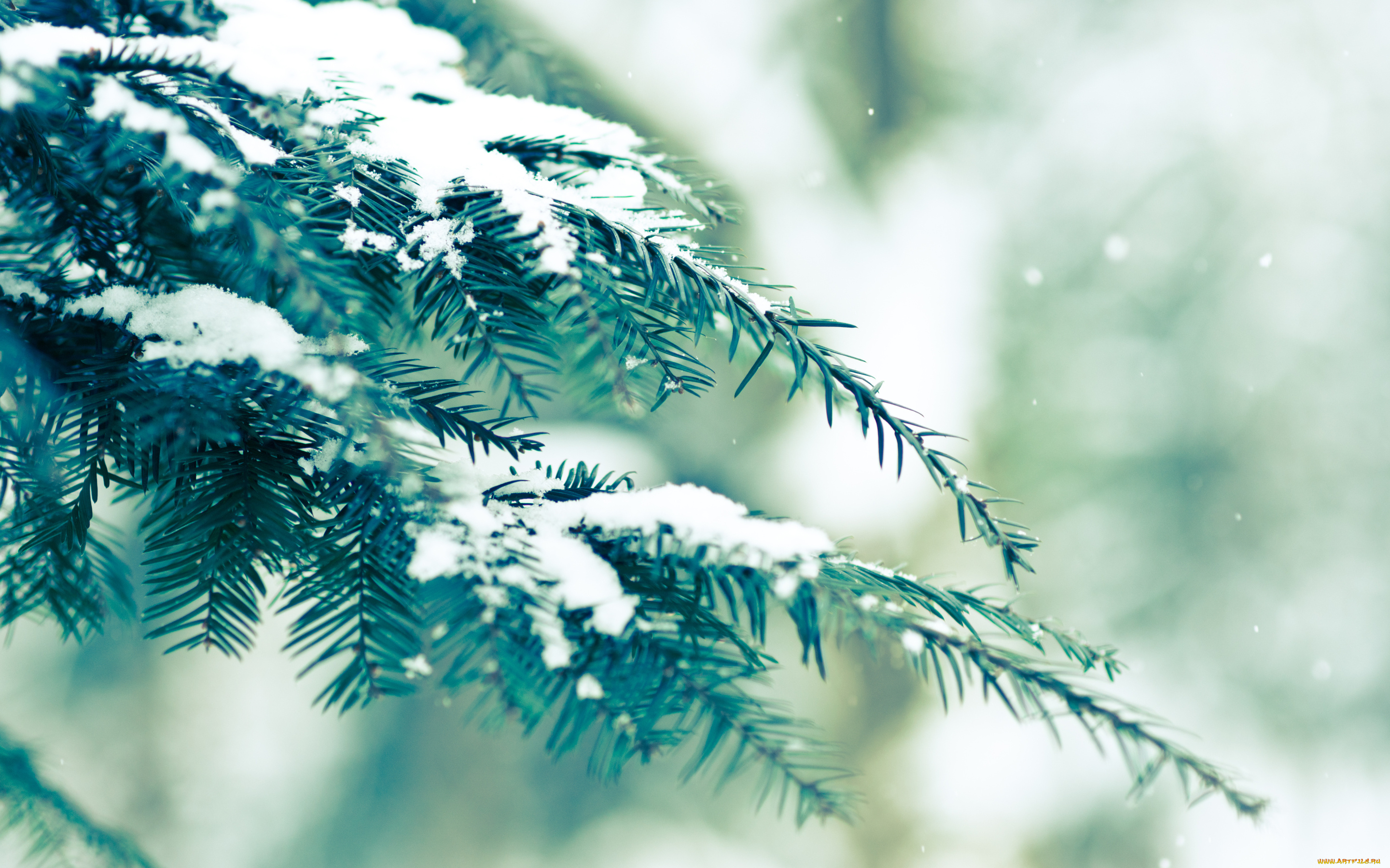 природа, деревья, зима, ель, снег, ветка