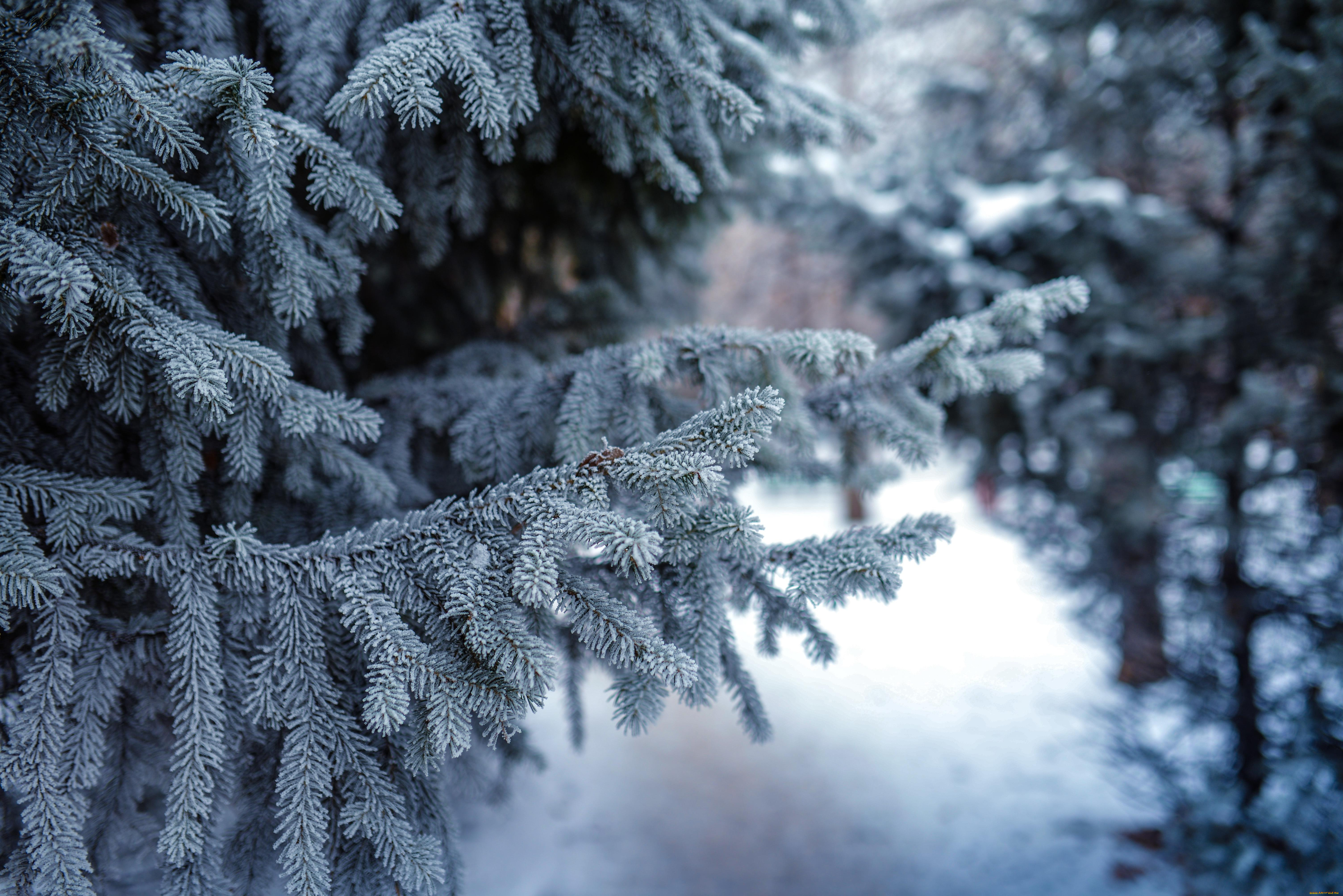 природа снег деревья ель зима лес ветки скачать