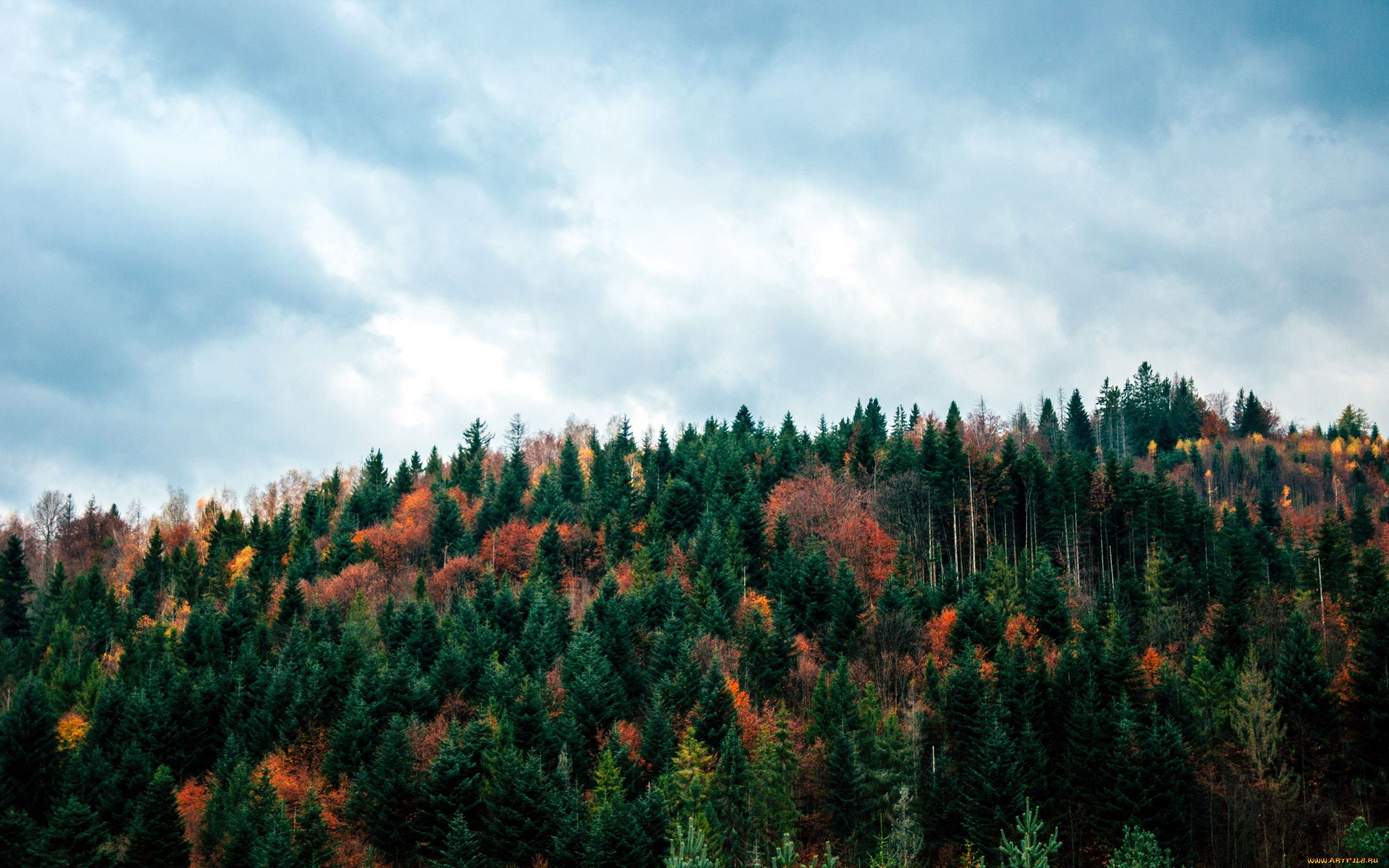 природа, лес, осень, верхушки, деревья