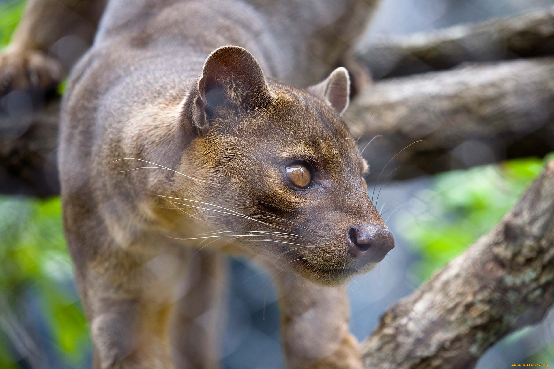 fossa, животные, фоссы, мадагаскар, виверровые, хищник, животное, фосса, млекопитающее, красная, книга