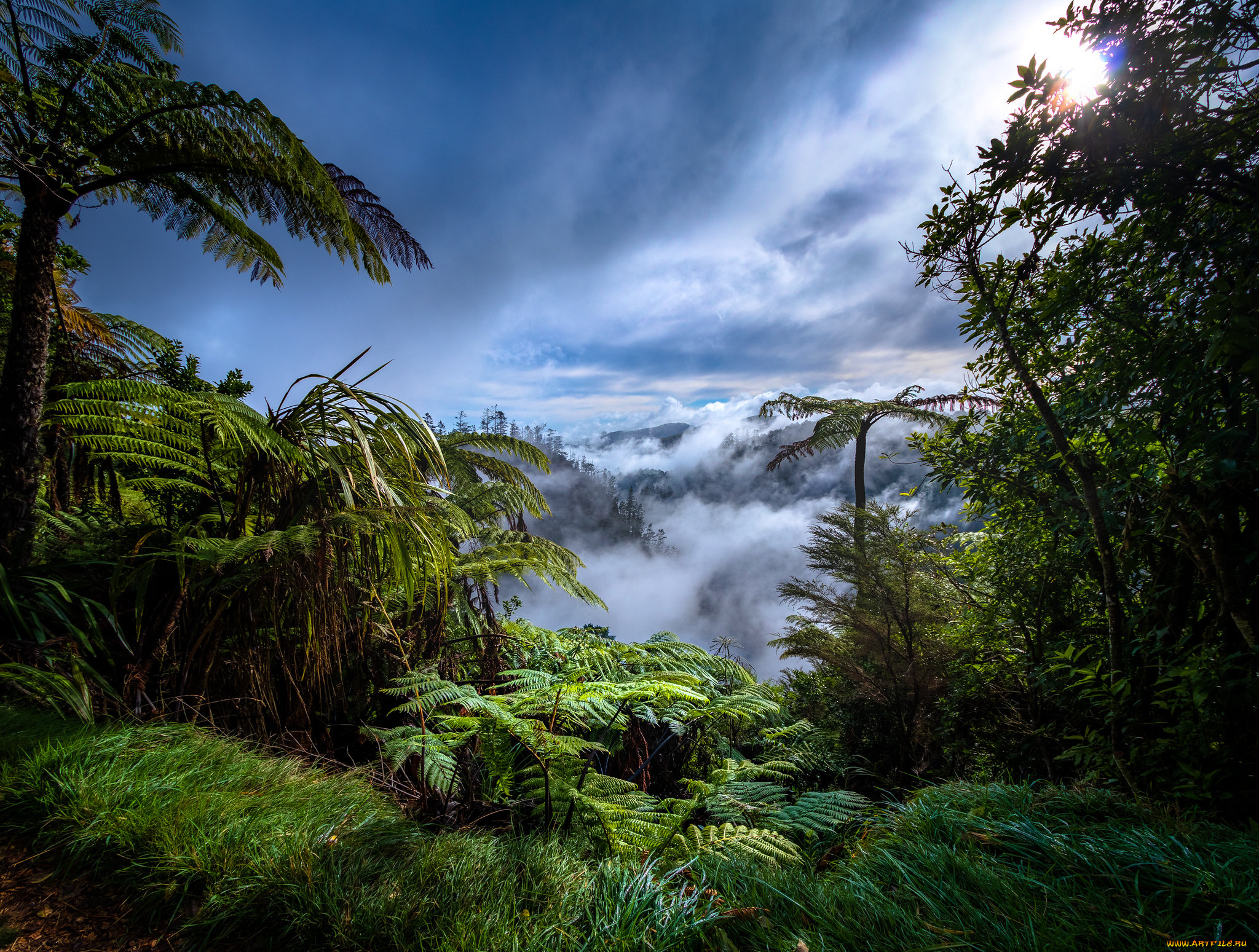 Джунгли тропический лес