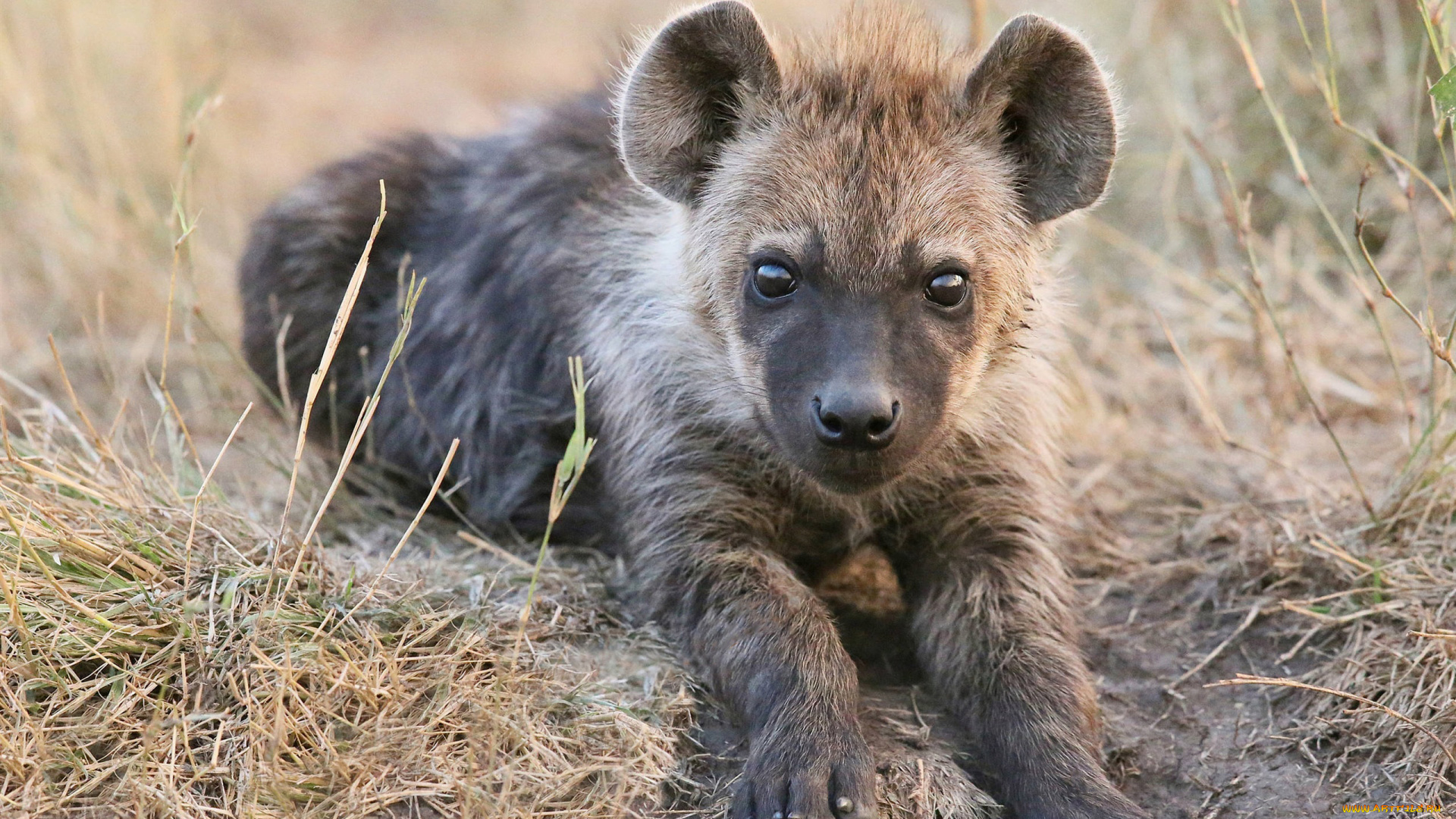 гиена, животные, гиены, , гиеновые, собаки, hyena, щенок, гиеновые, хищник, млекопитающее, шерсть, когти, оскал, зубы, африка