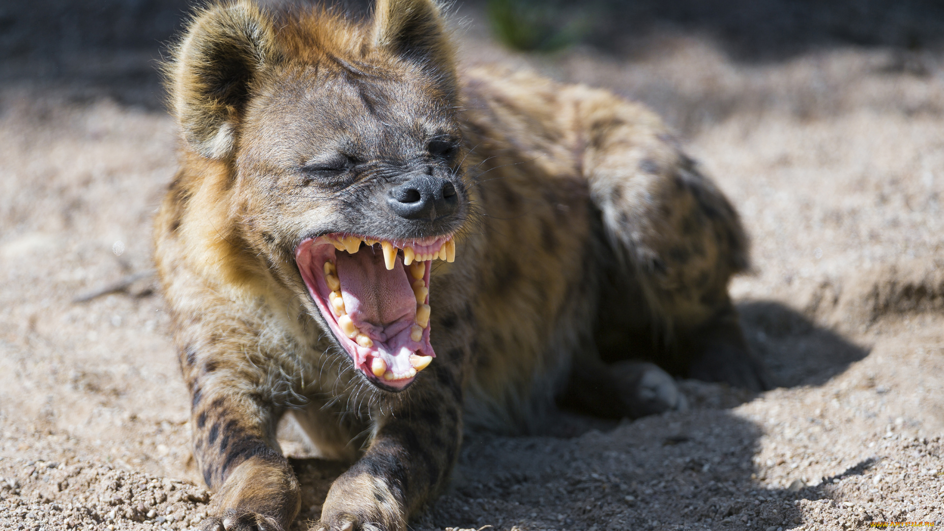 гиена, животные, гиены, , гиеновые, собаки, hyena, гиеновые, хищник, млекопитающее, шерсть, когти, оскал, зубы, африка