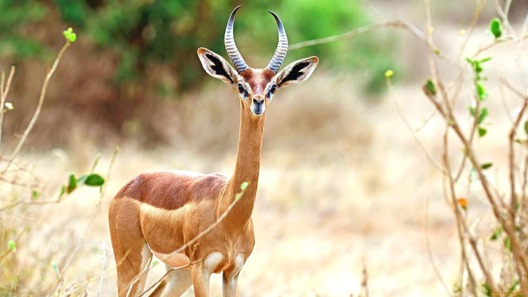 gerenuk, животные, антилопы, гаренук, антилопа, китопарнокопытные, полорогие, млекопитающие, гаренуки