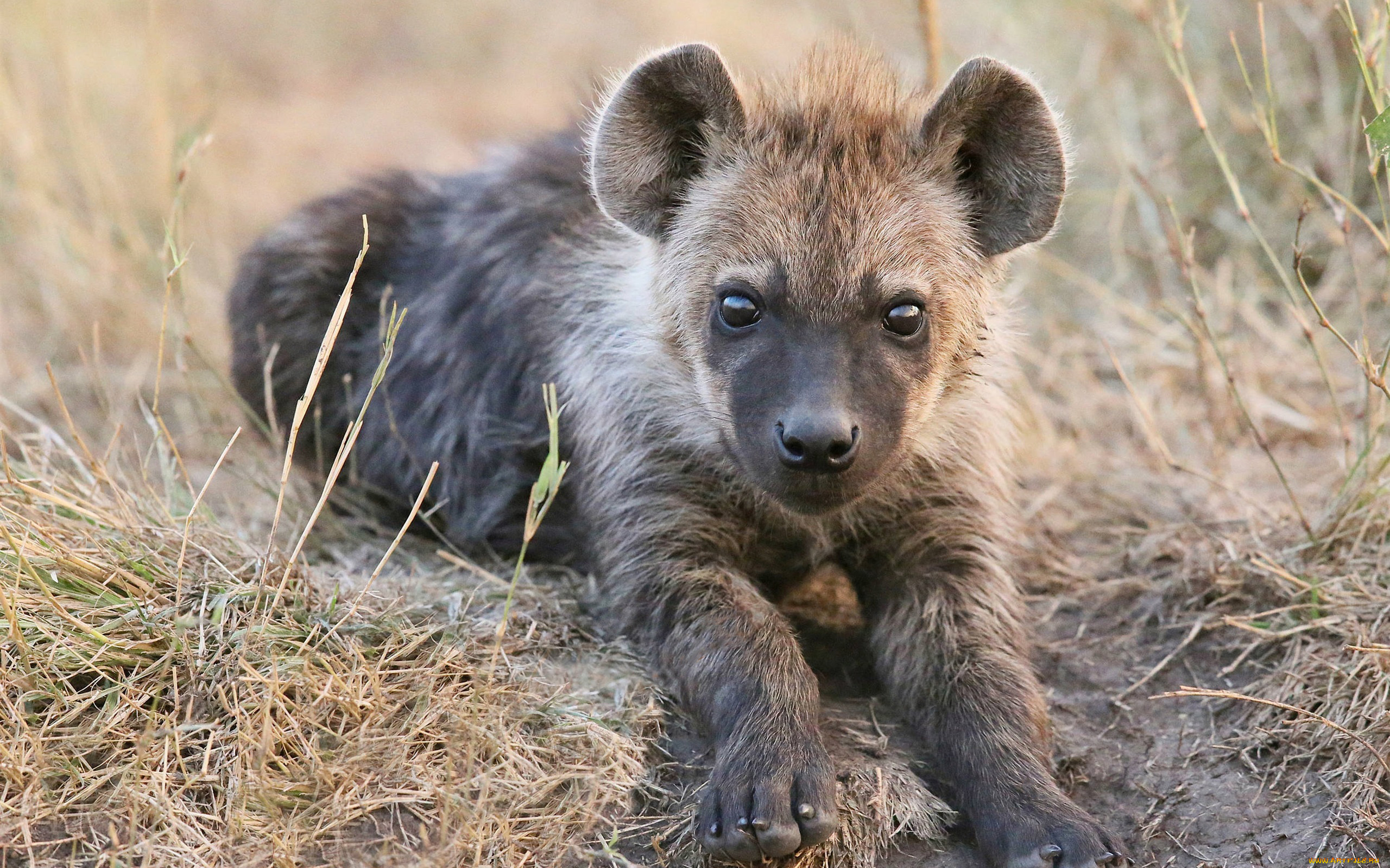 гиена, животные, гиены, , гиеновые, собаки, hyena, щенок, гиеновые, хищник, млекопитающее, шерсть, когти, оскал, зубы, африка