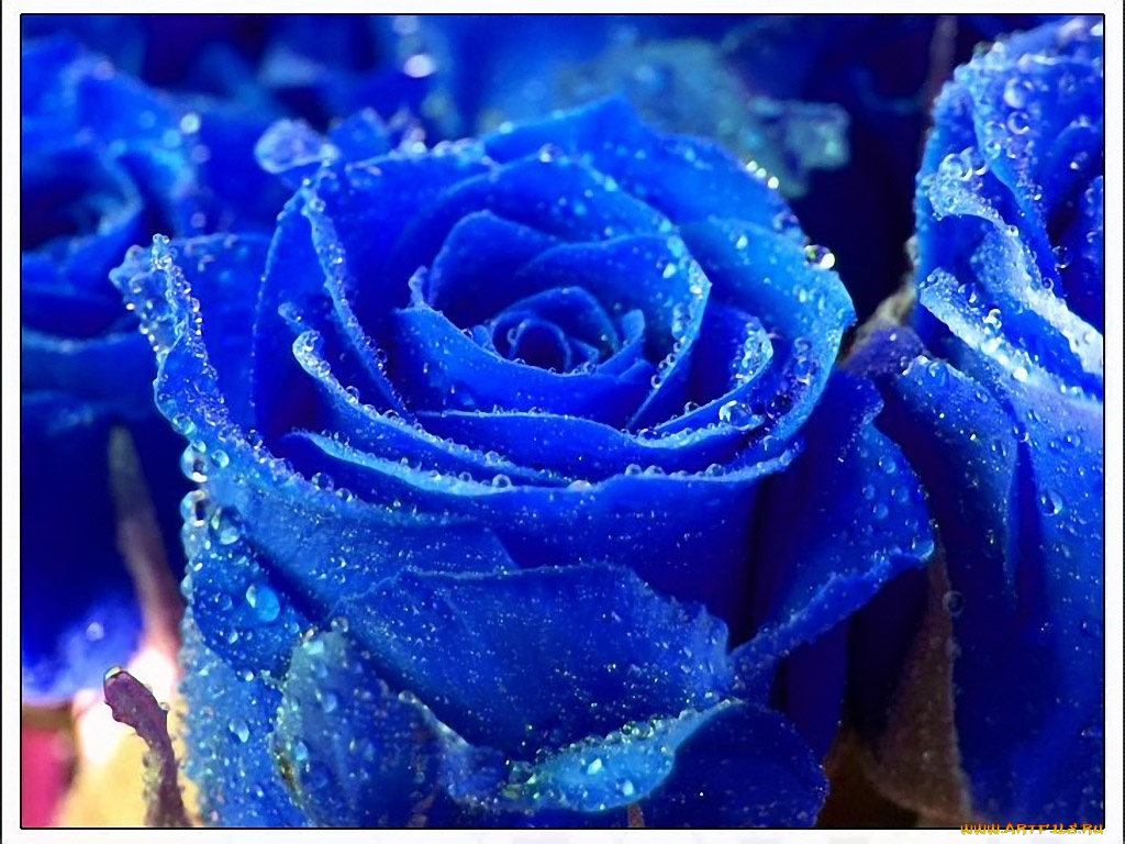 boxy, синяя, роза, цветы, розы