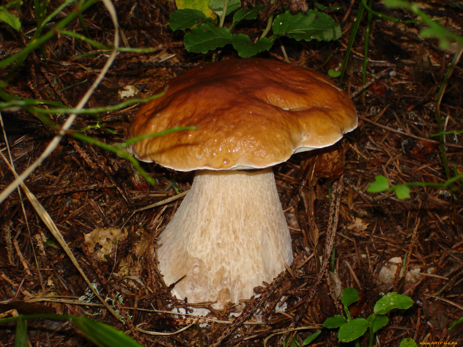 природа, грибы, коричневая, шляпка