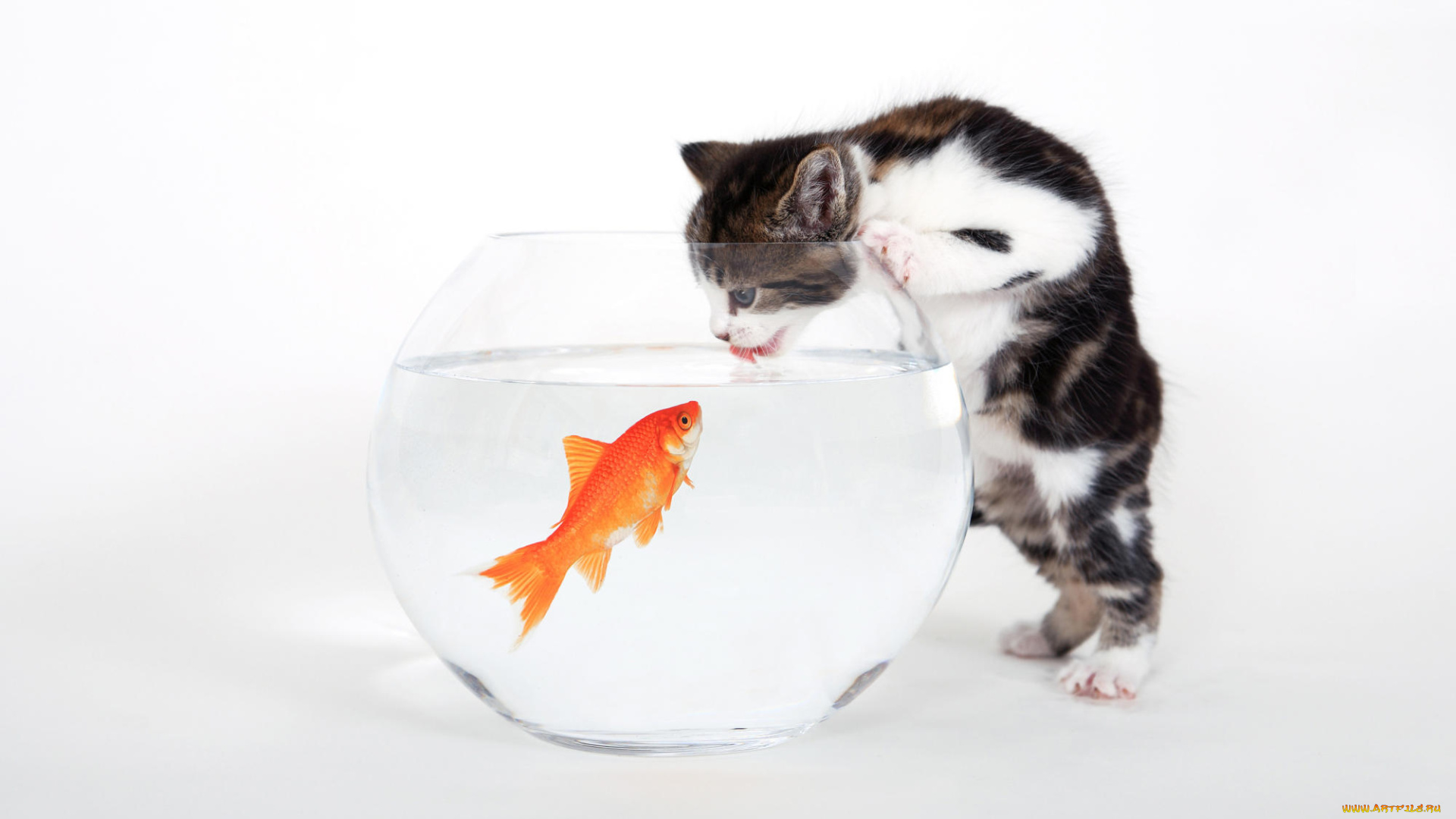 животные, разные, вместе, рыбка, золотая, котёнок, кот, кошка, аквариум