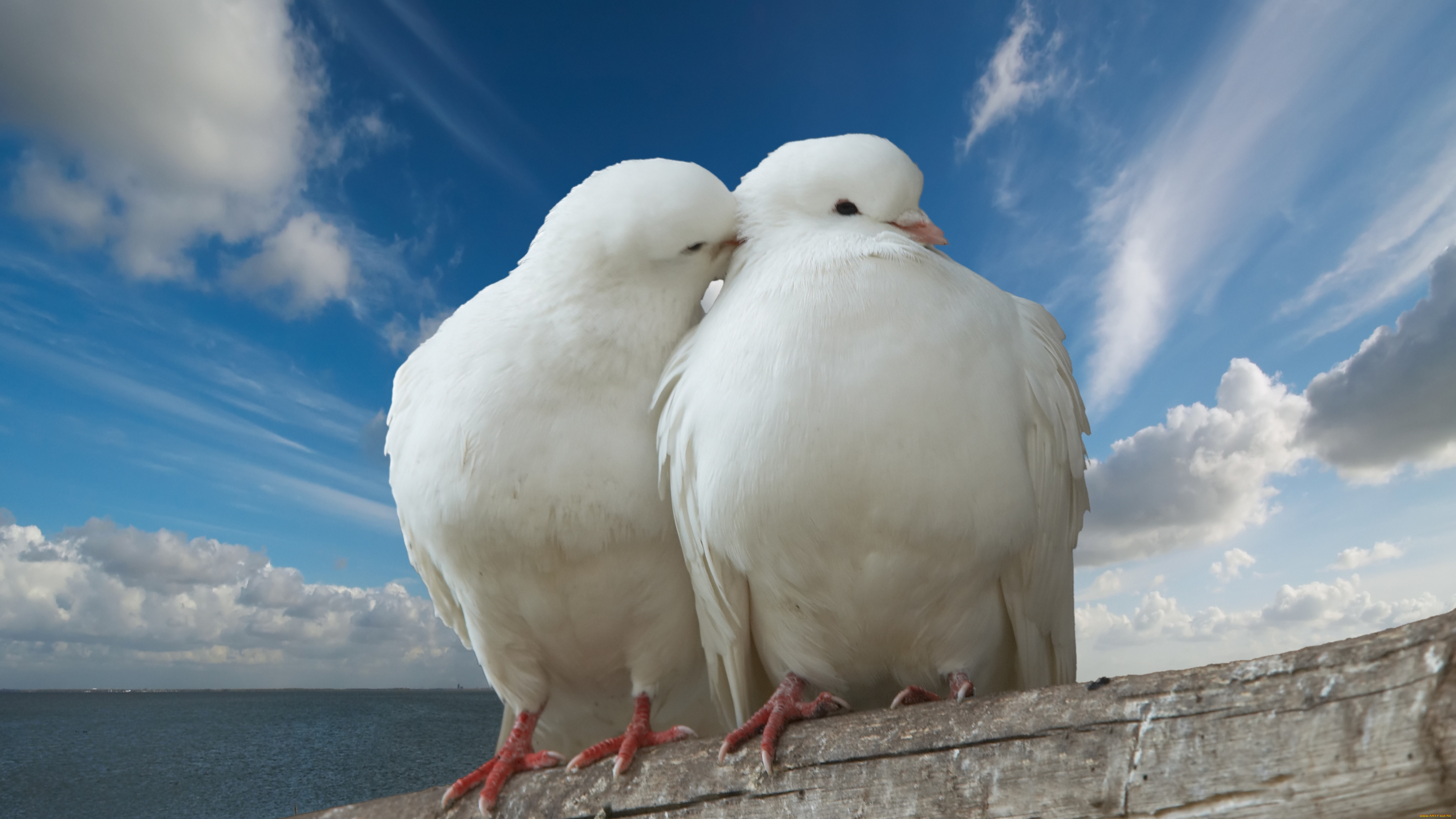 природа белые птицы ветка голуби скачать