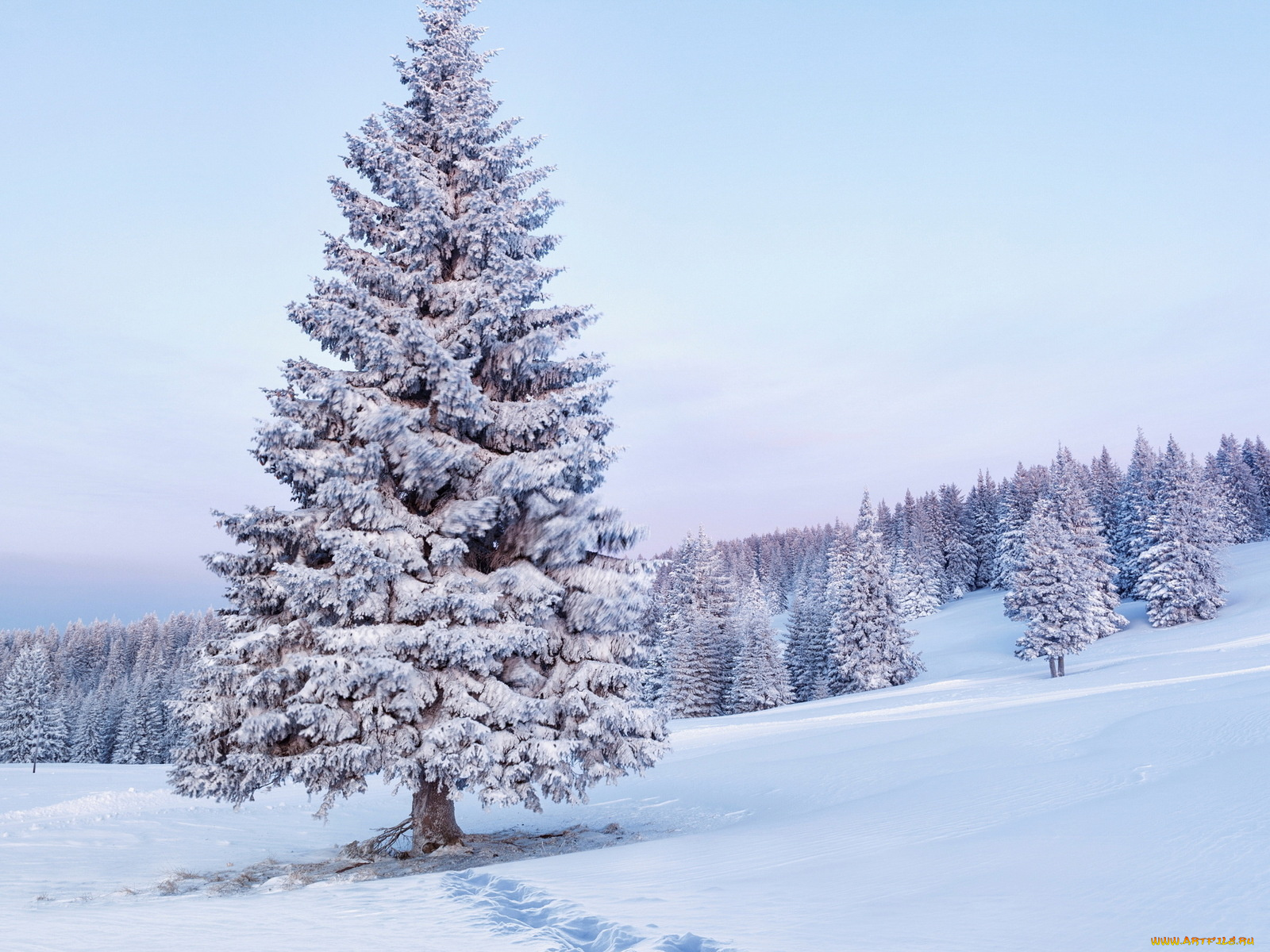 природа, зима, снег, ёлки, деревья