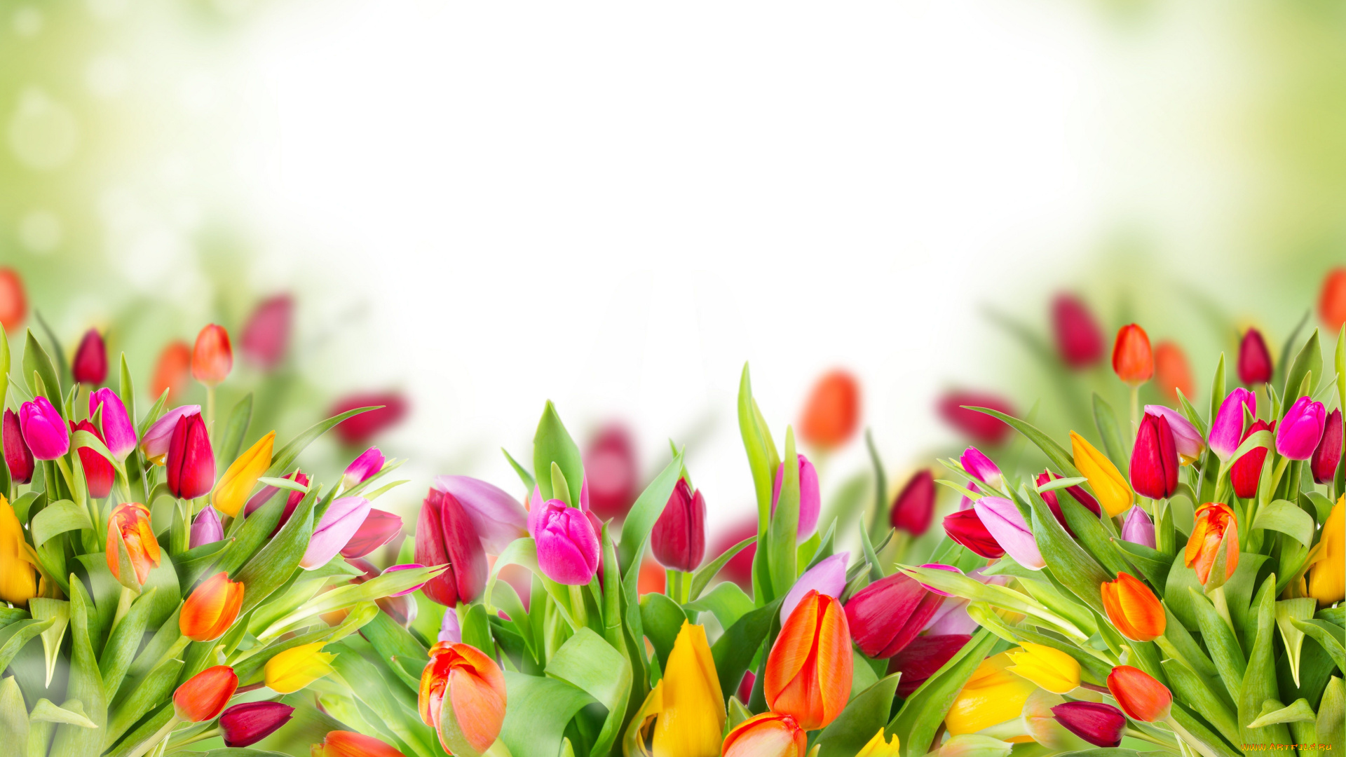 цветы, тюльпаны, бутоны