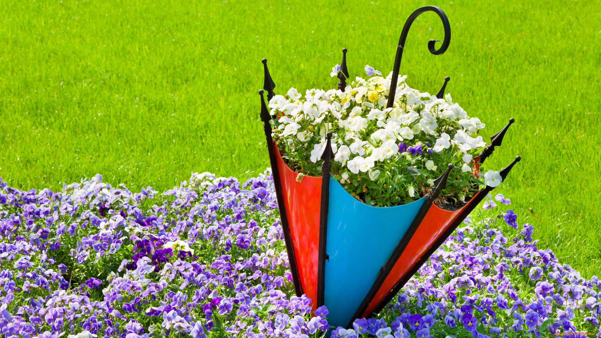 цветы, анютины, глазки, , садовые, фиалки, зонтик, газон, клумба
