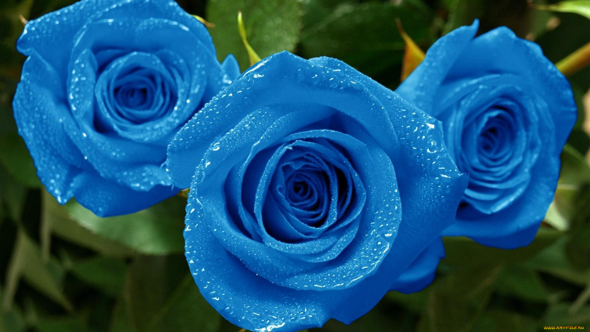 цветы, розы, голубой