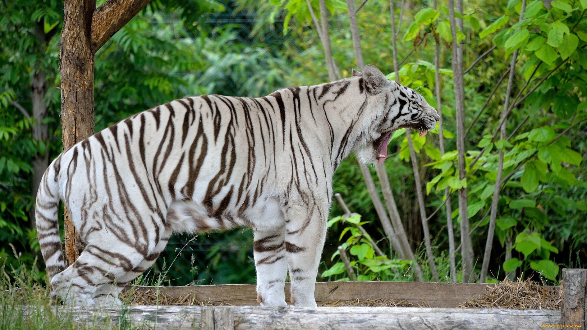 животные, тигры, белый, тигр, зевает, пасть, клыки