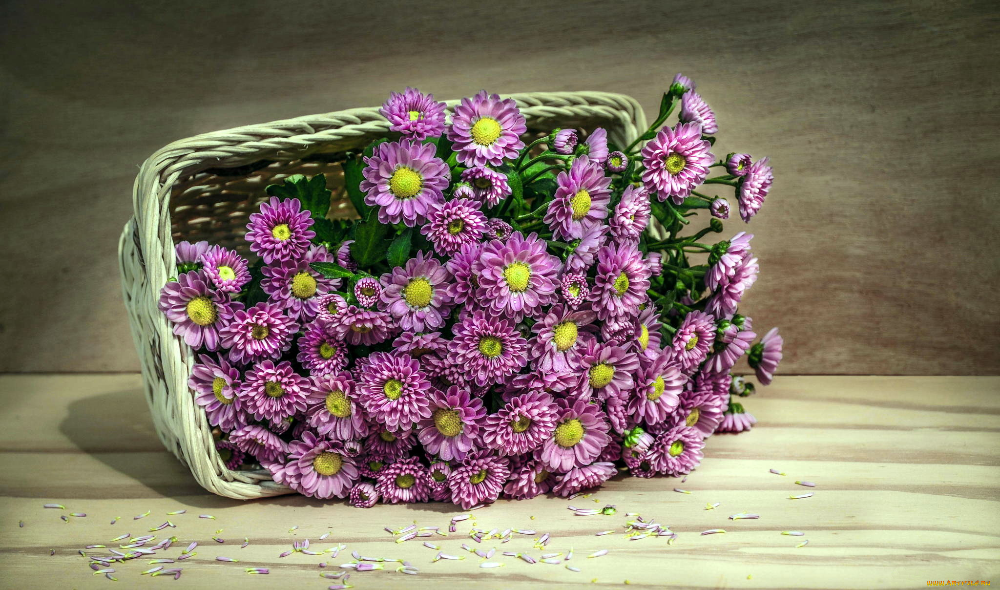 цветы, хризантемы, корзинка