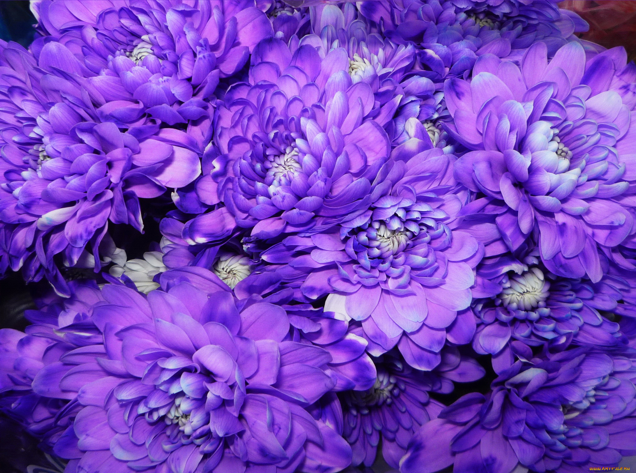 цветы, хризантемы, фиолетовые