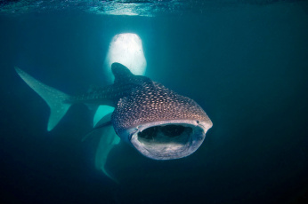 Картинка животные акулы океан глубина акула китовая