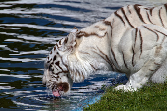 Картинка животные тигры водопой