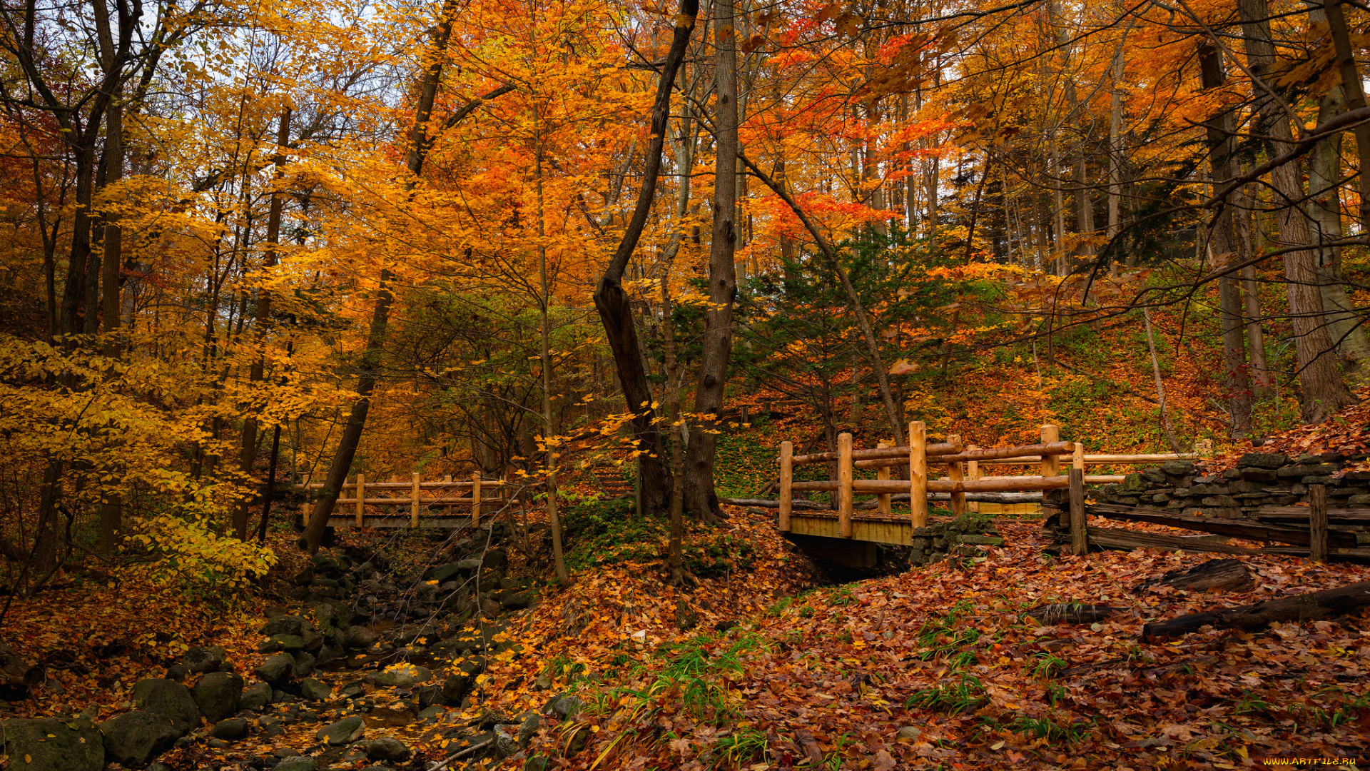 природа, лес, осень, овраг, мостик