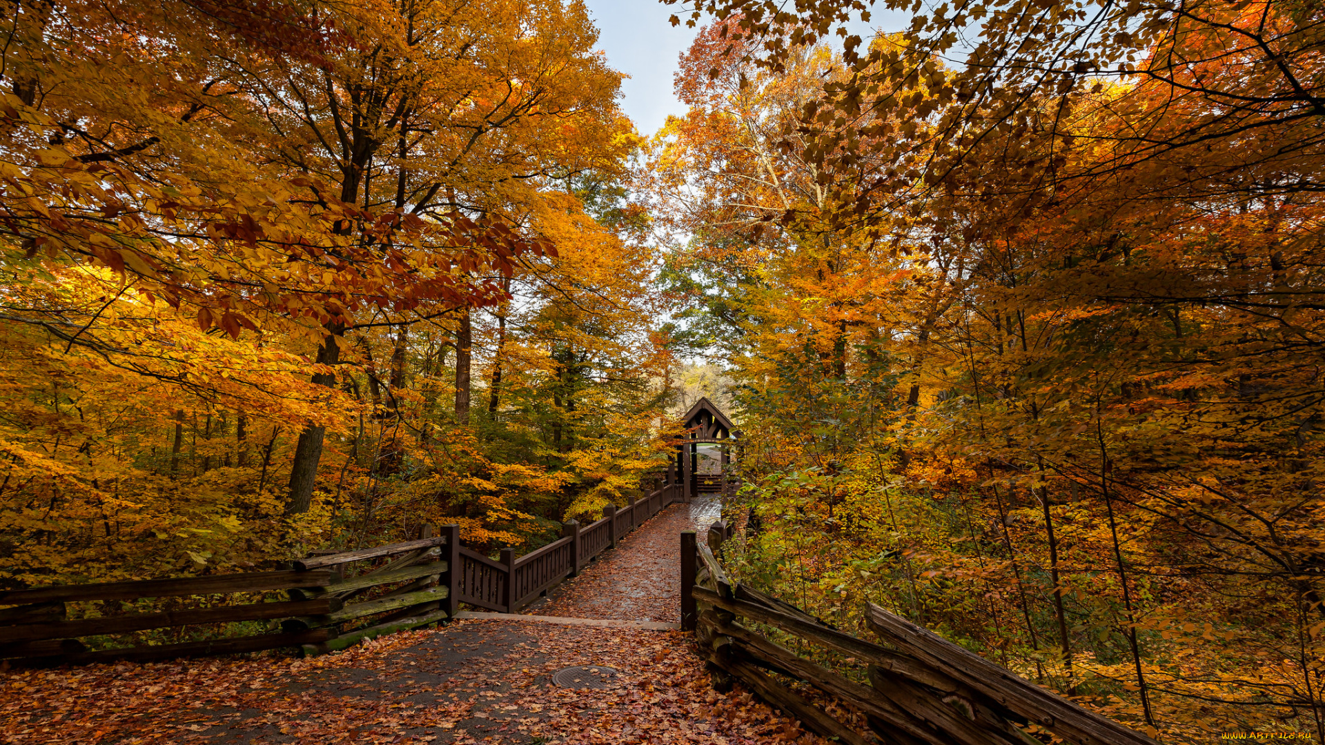 природа, парк, осень, краски, листва, дорожка