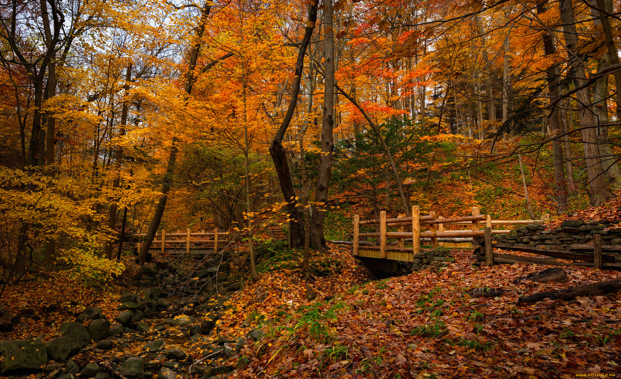 природа, лес, осень, овраг, мостик
