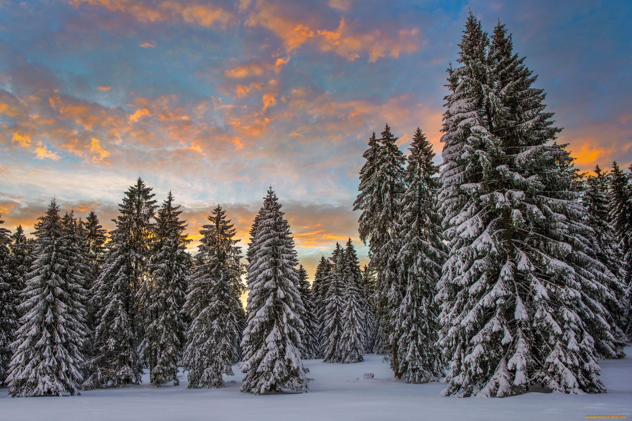 природа, зима, облака, утро, ели, лес, снег, швейцария