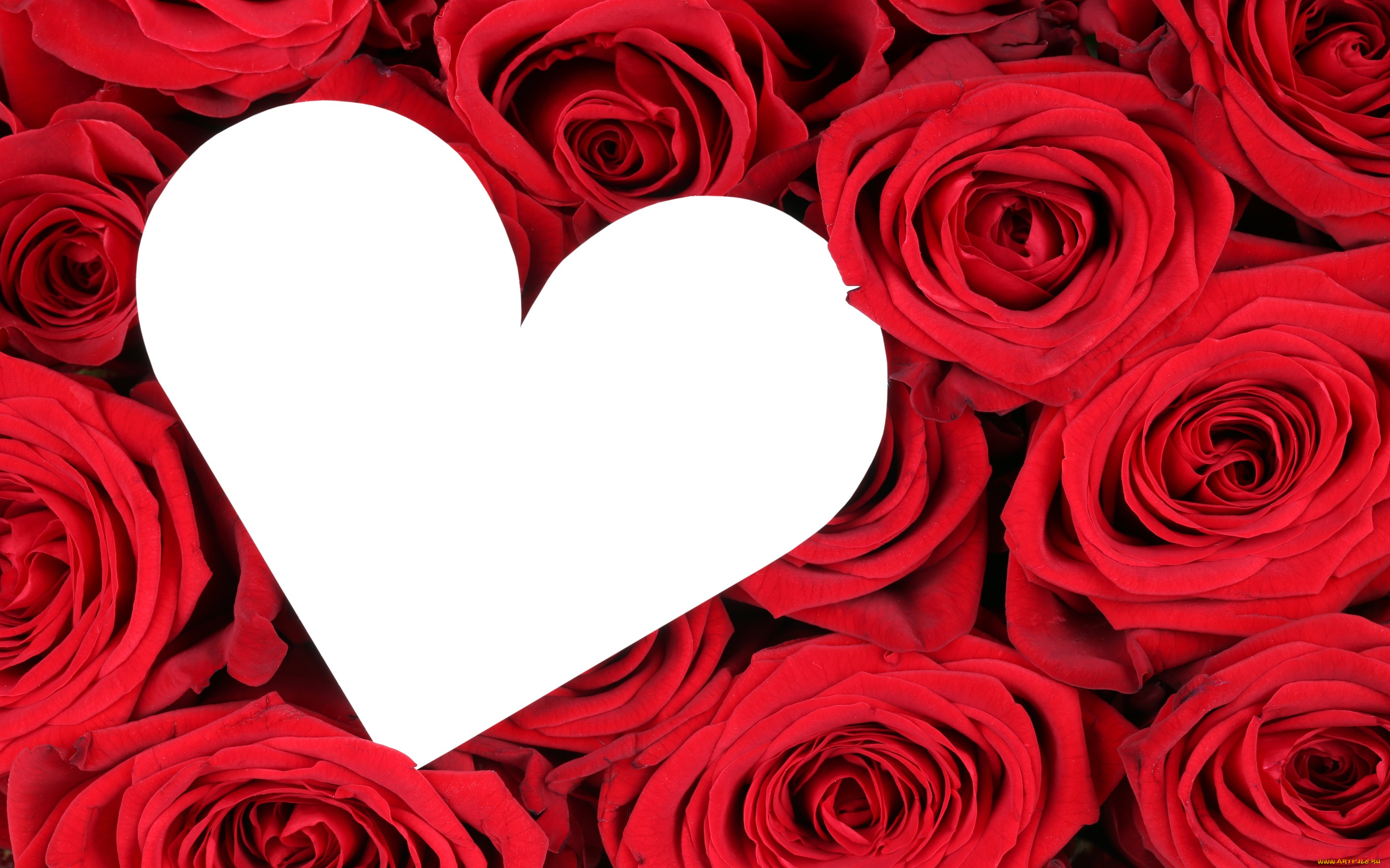 праздничные, день, святого, валентина, , сердечки, , любовь, сердце, красные, розы, flowers, roses, red