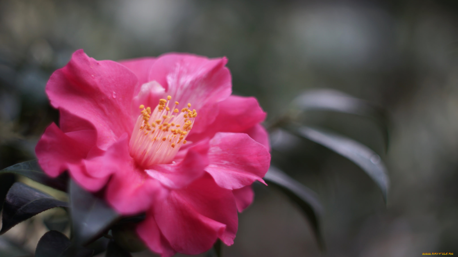 цветы, камелии, камелия, shrubs, flowering, bud, leaf, camellia, цветение, кустарник, бутон, листья