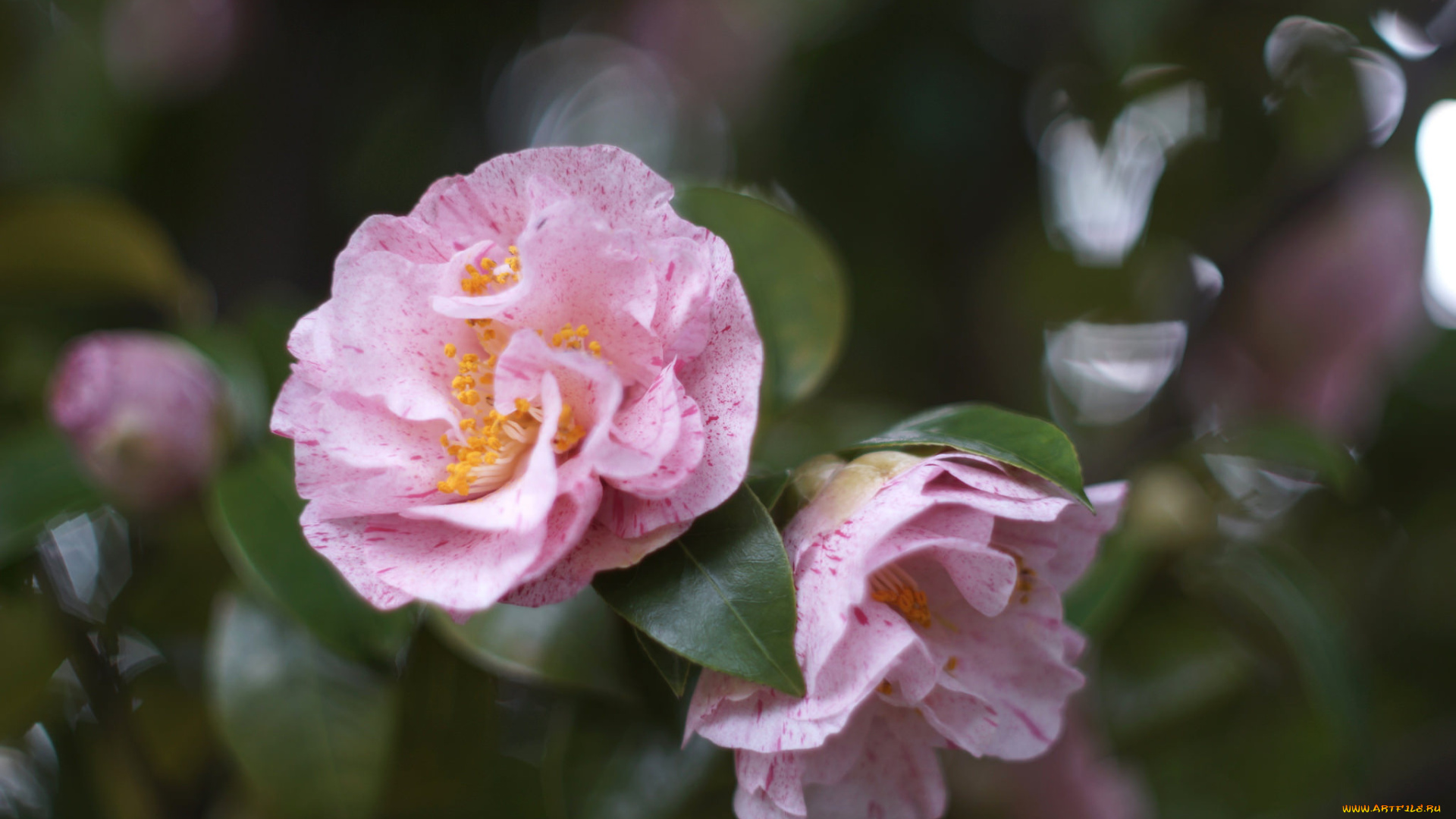 цветы, камелии, листья, камелия, flowering, bud, leaf, camellia, shrubs, кустарник, цветение, бутон