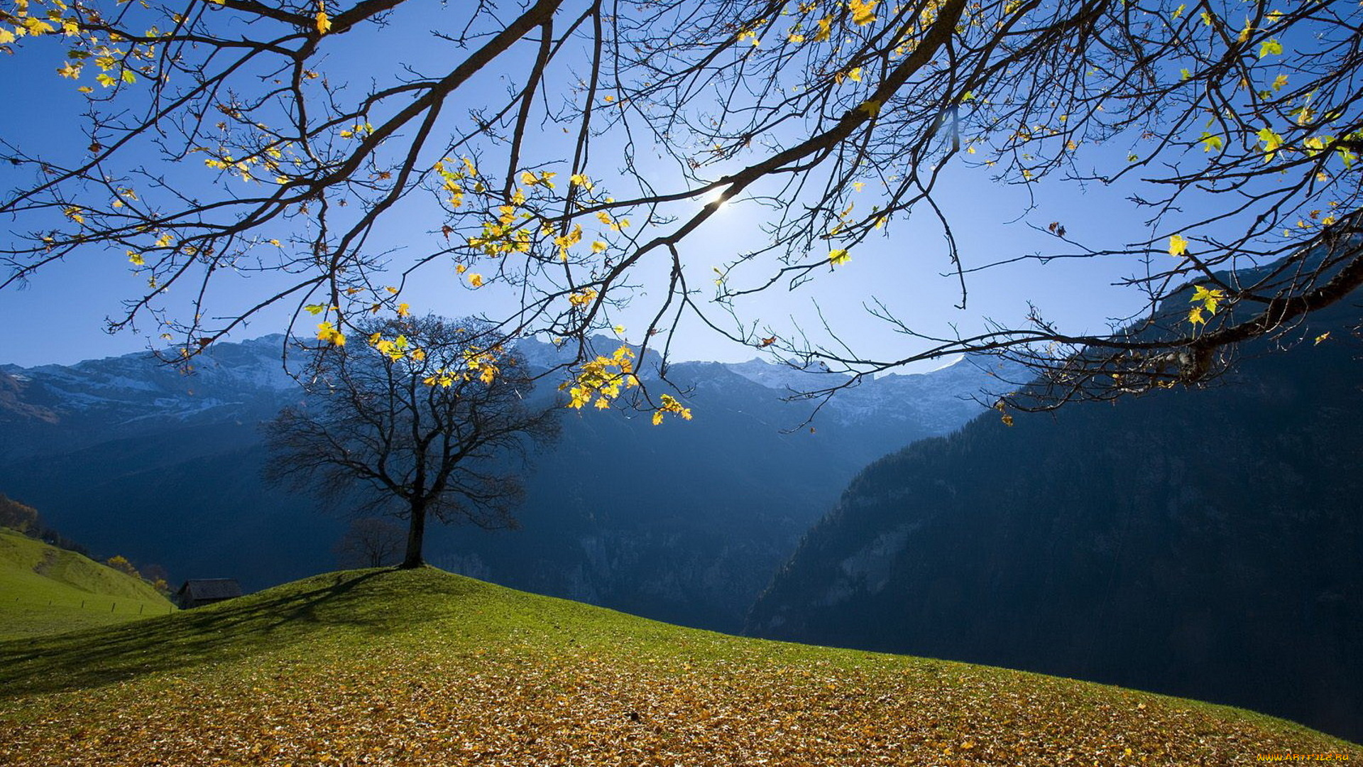 природа, горы, листья, ветки, обрыв, дерево, осень