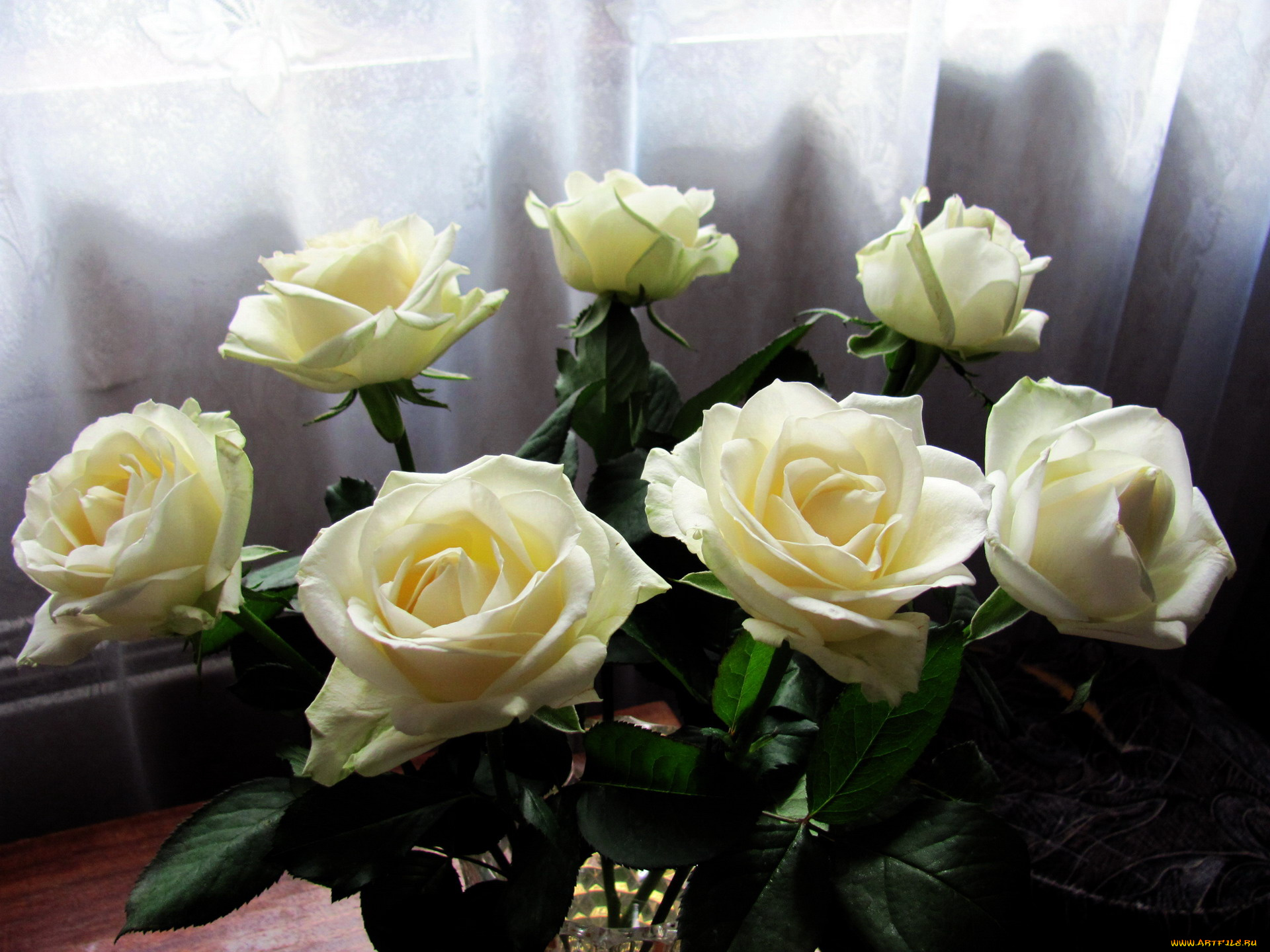 цветы, розы, белый