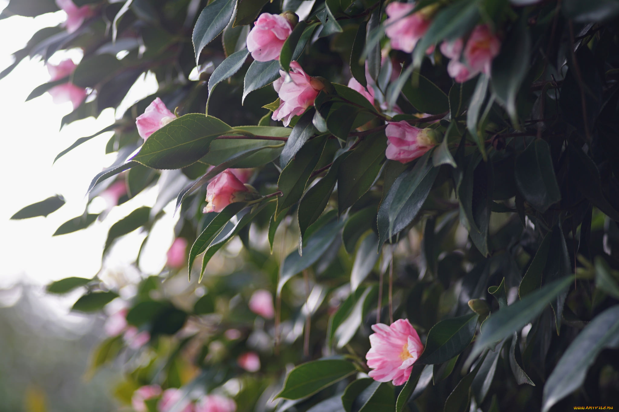 цветы, камелии, кустарник, цветение, бутон, flowering, bud, leaf, camellia, листья, камелия, shrubs