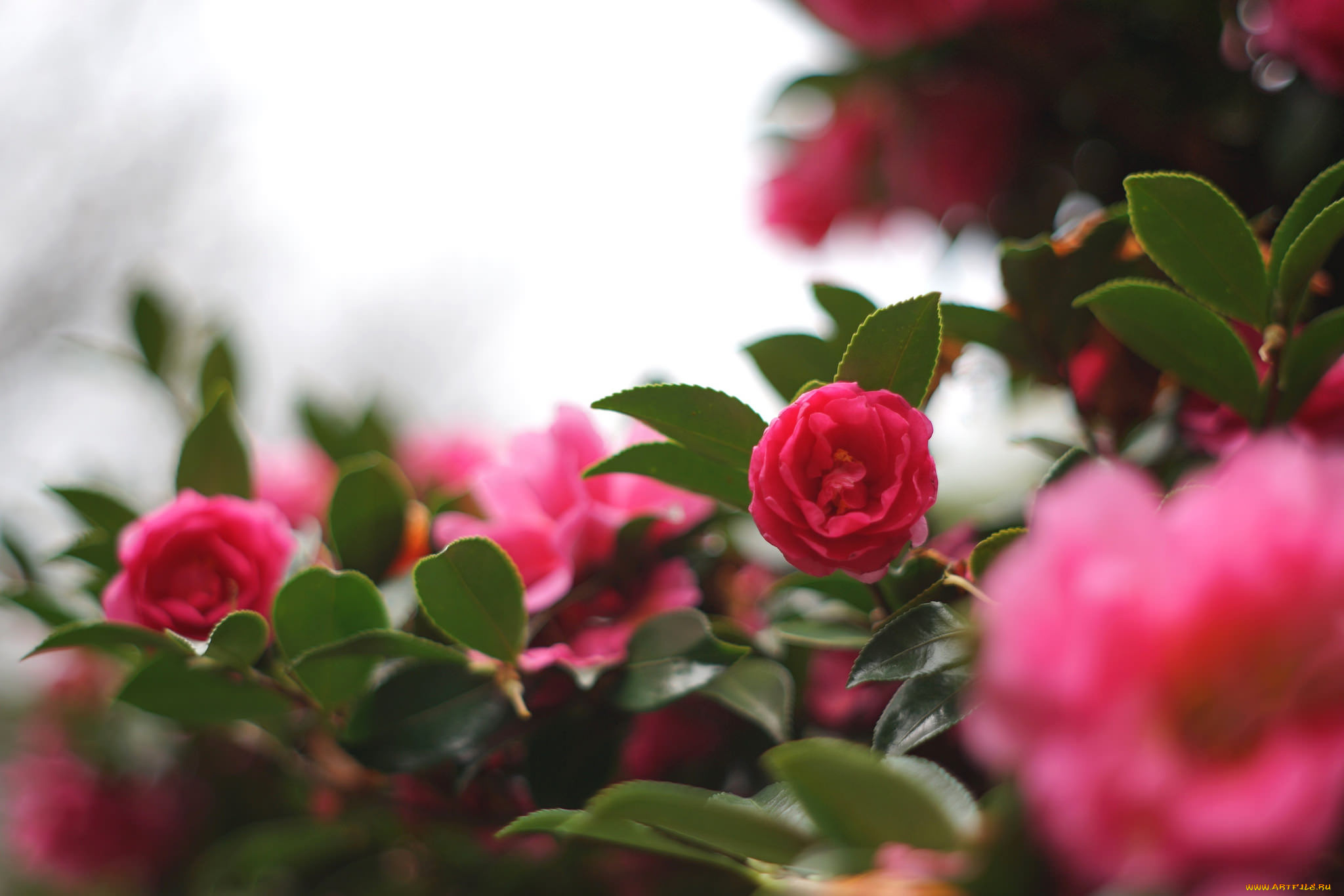 цветы, камелии, кустарник, цветение, бутон, листья, shrubs, камелия, flowering, bud, leaf, camellia