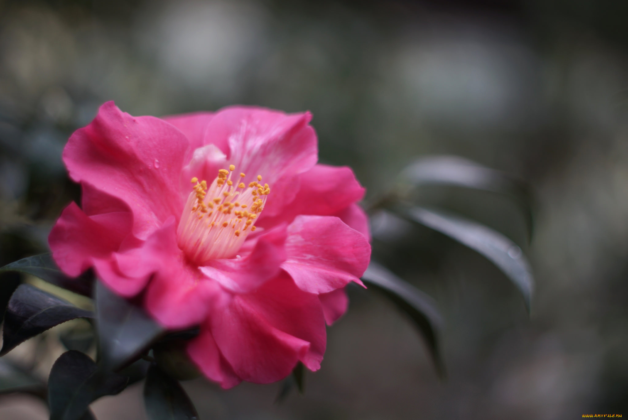 цветы, камелии, камелия, shrubs, flowering, bud, leaf, camellia, цветение, кустарник, бутон, листья