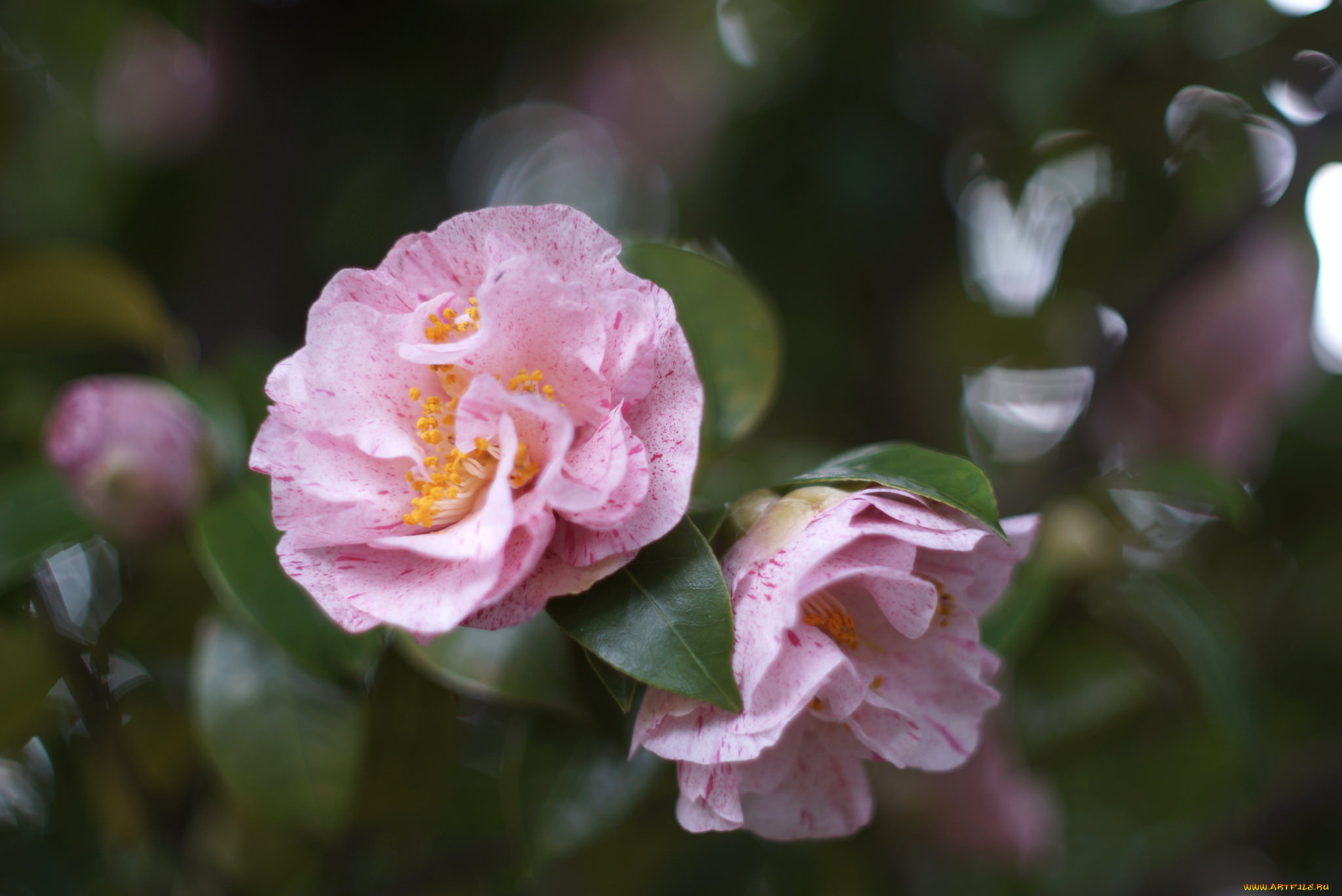 цветы, камелии, листья, камелия, flowering, bud, leaf, camellia, shrubs, кустарник, цветение, бутон