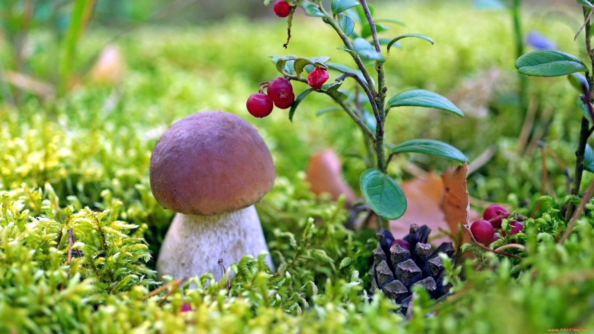 природа, грибы, боровик