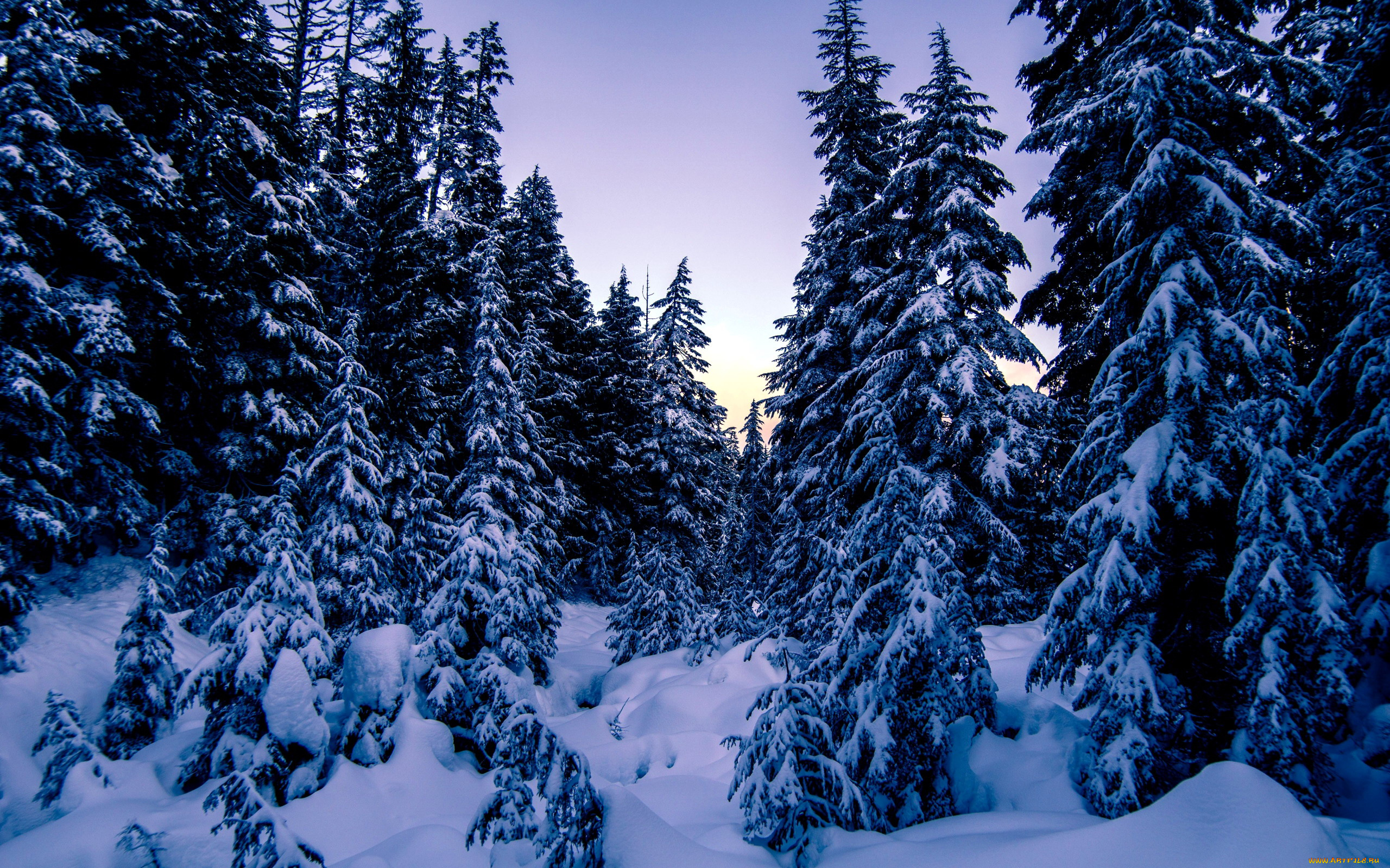 природа, зима, снег, елки, сугробы