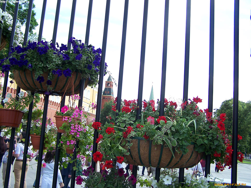 кремль, декоративная, ограда, александровского, сада, цветы, петунии, калибрахоа