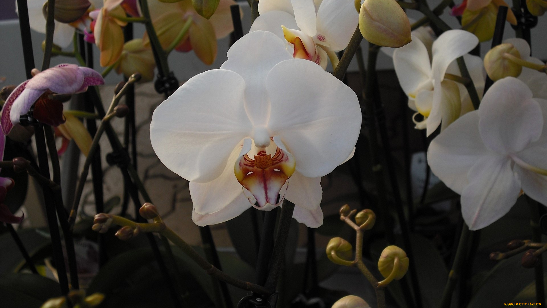 цветы, орхидеи, экзотика, белый