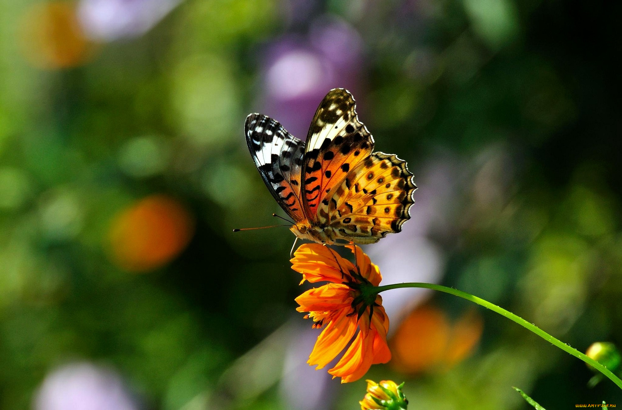 животные, бабочки, цветок, крылья, яркий, бабочка