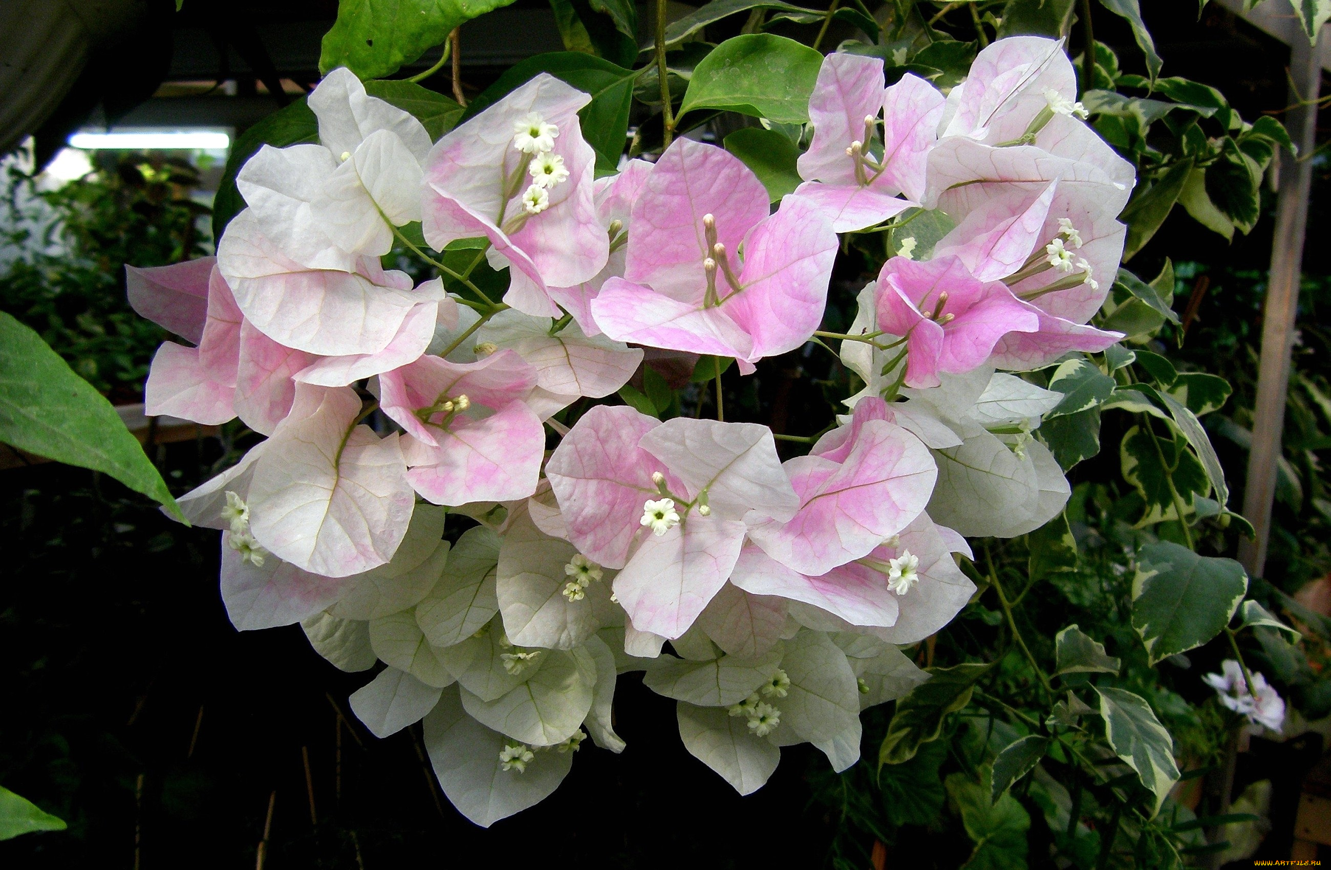 цветы, бугенвиллея, бледно-розовый