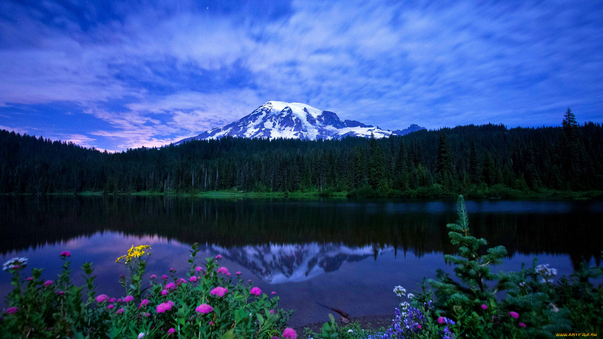 mount, rainier, national, park, природа, реки, озера, озеро, гора, лес, отражение, цветы, пейзаж